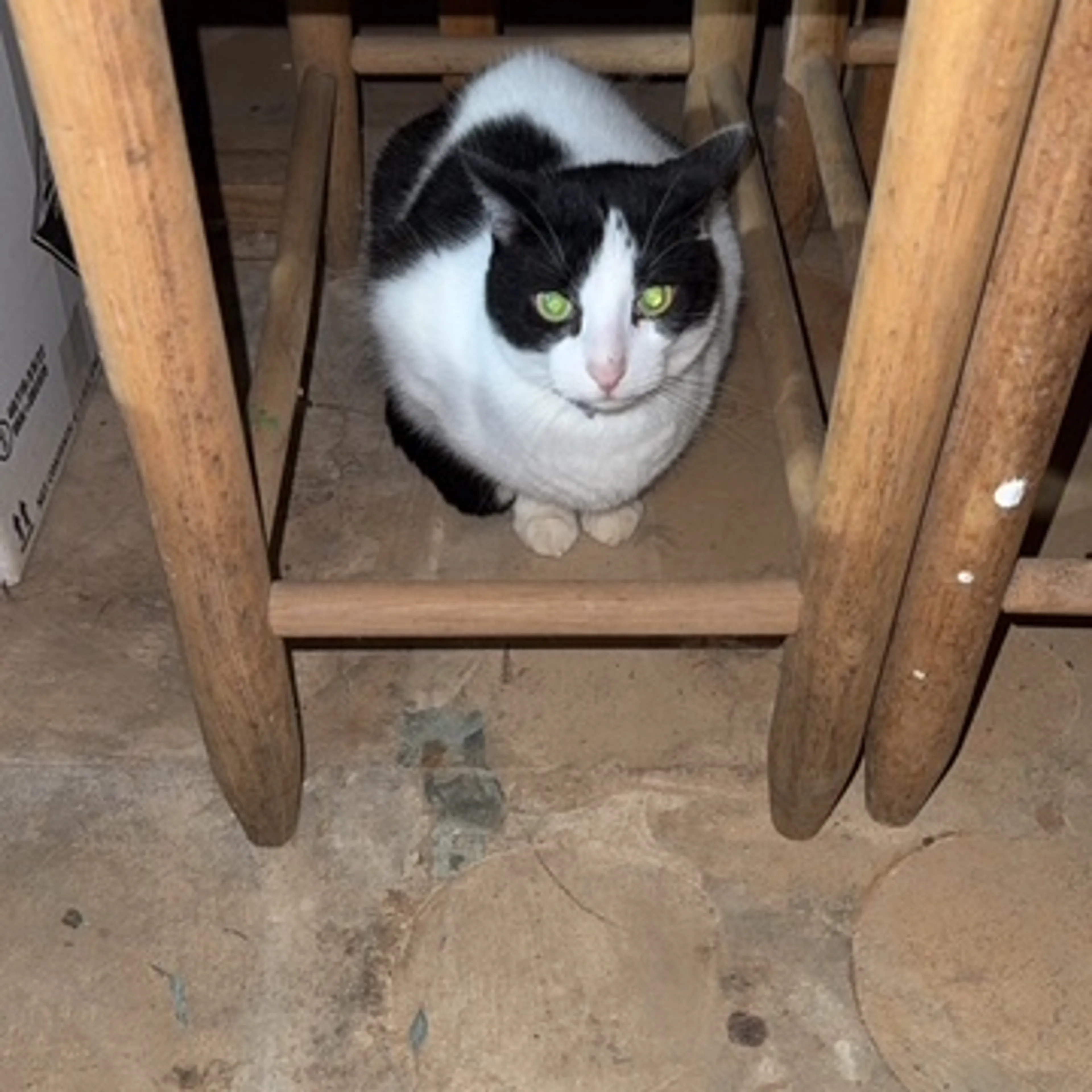 Lost pet-1