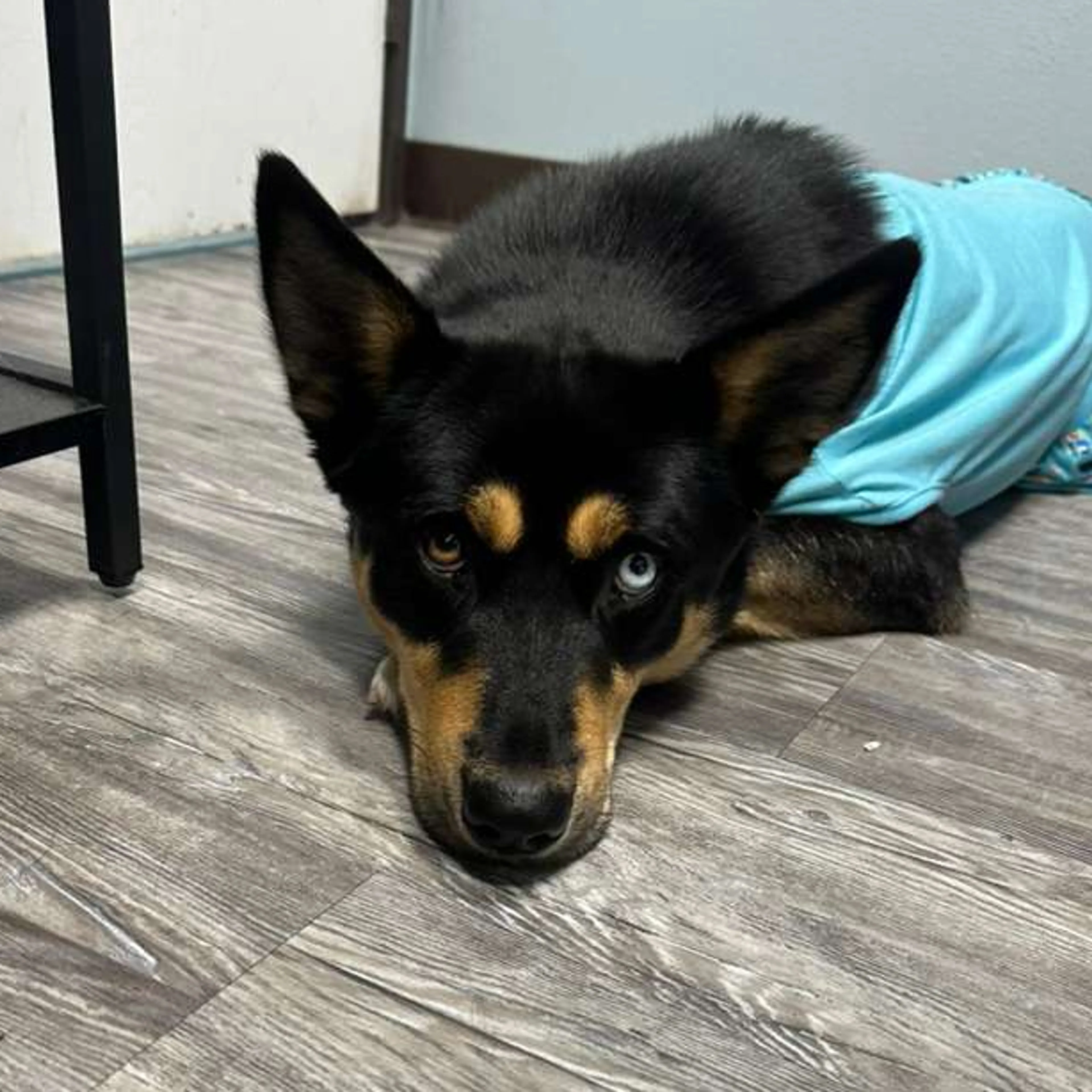 Found pet-2