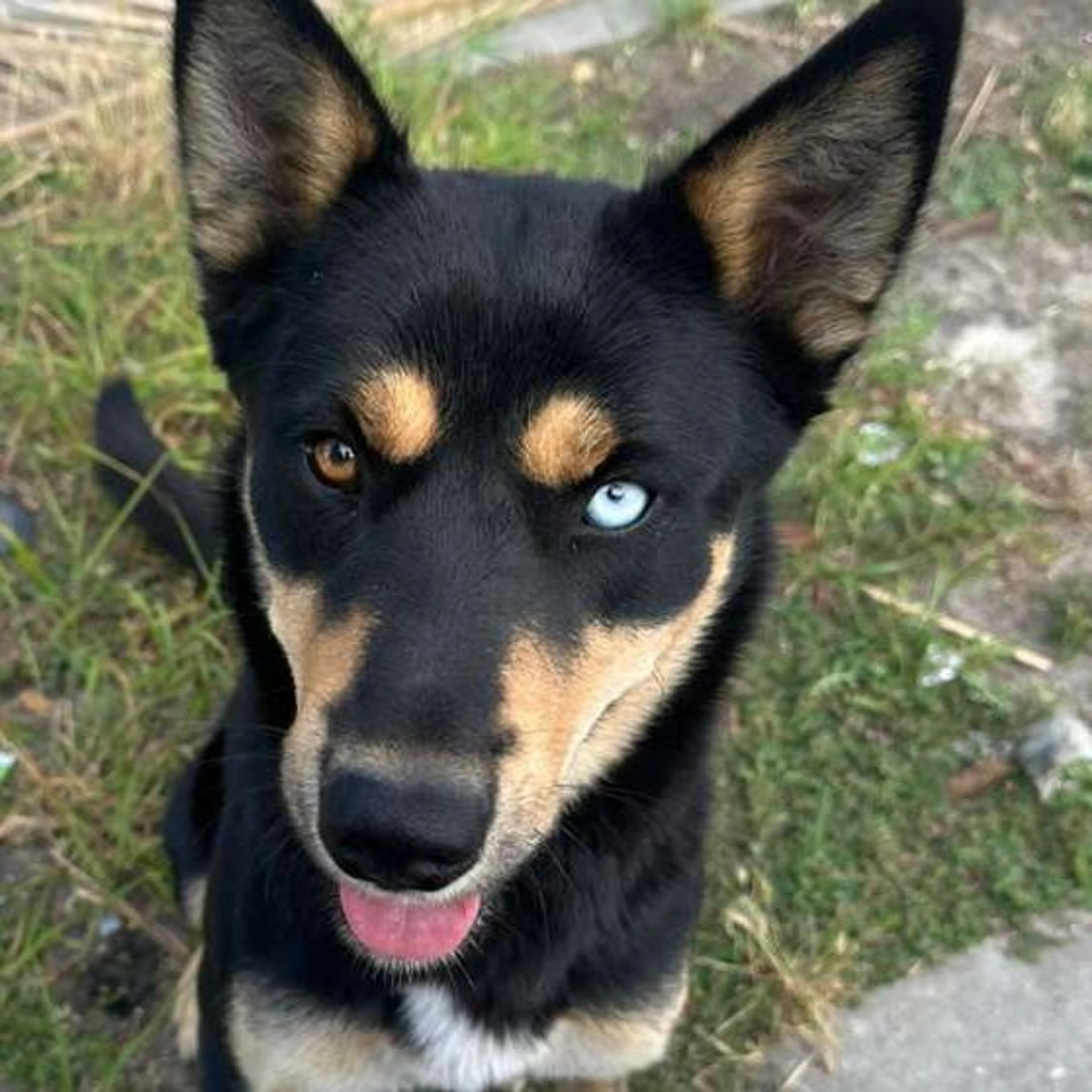 Found pet-0