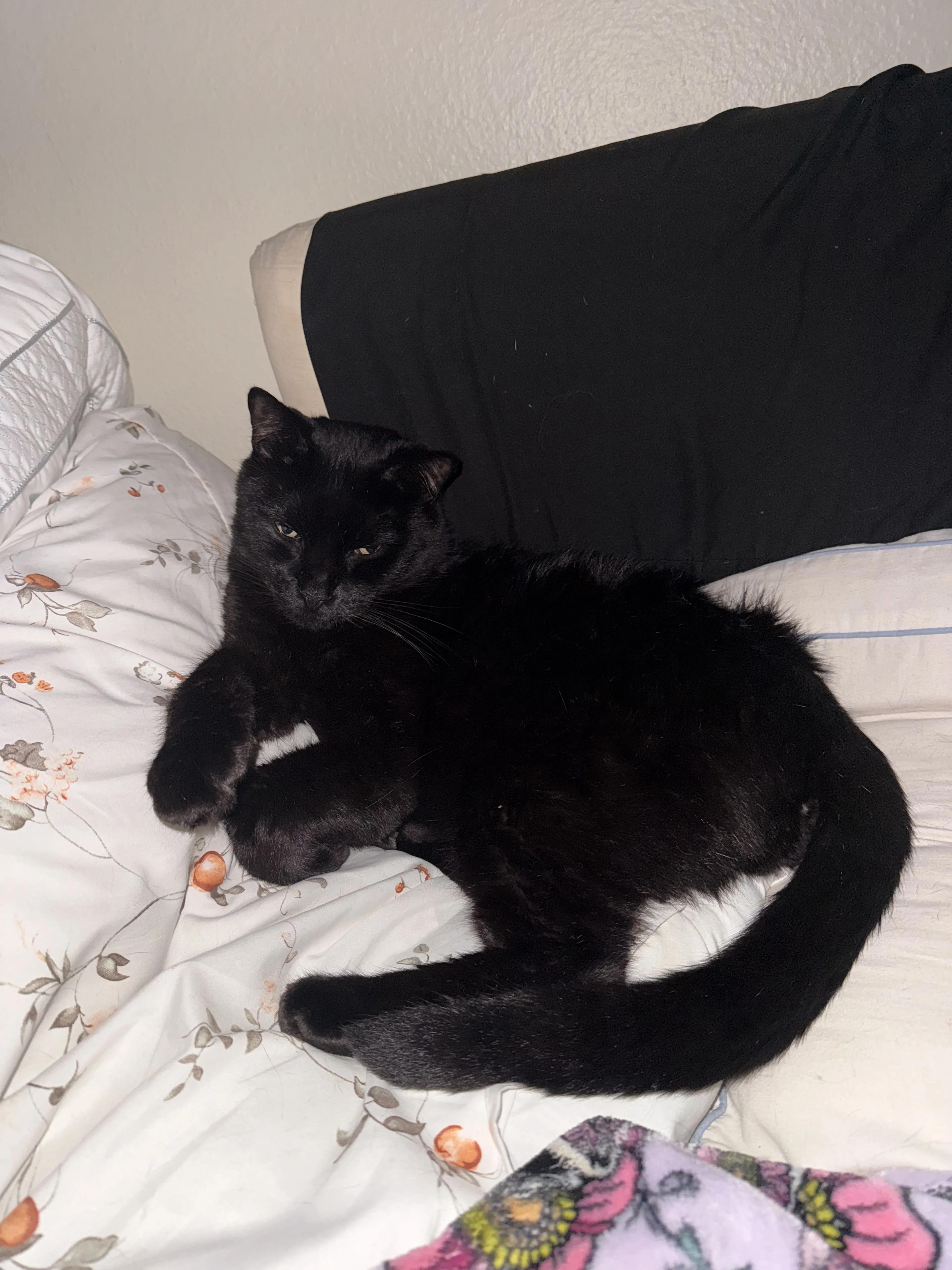 Lost pet-1