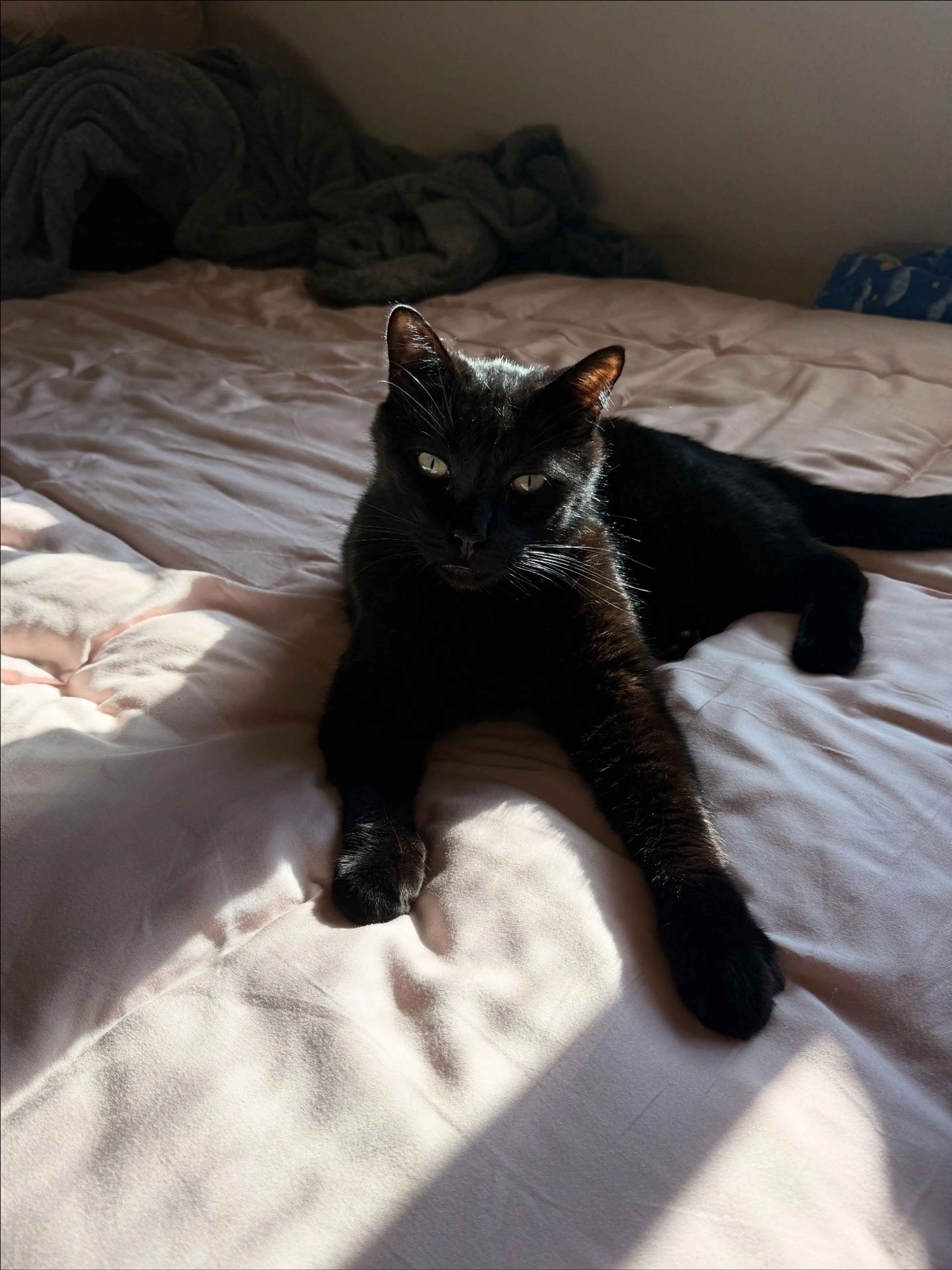 Lost pet-0