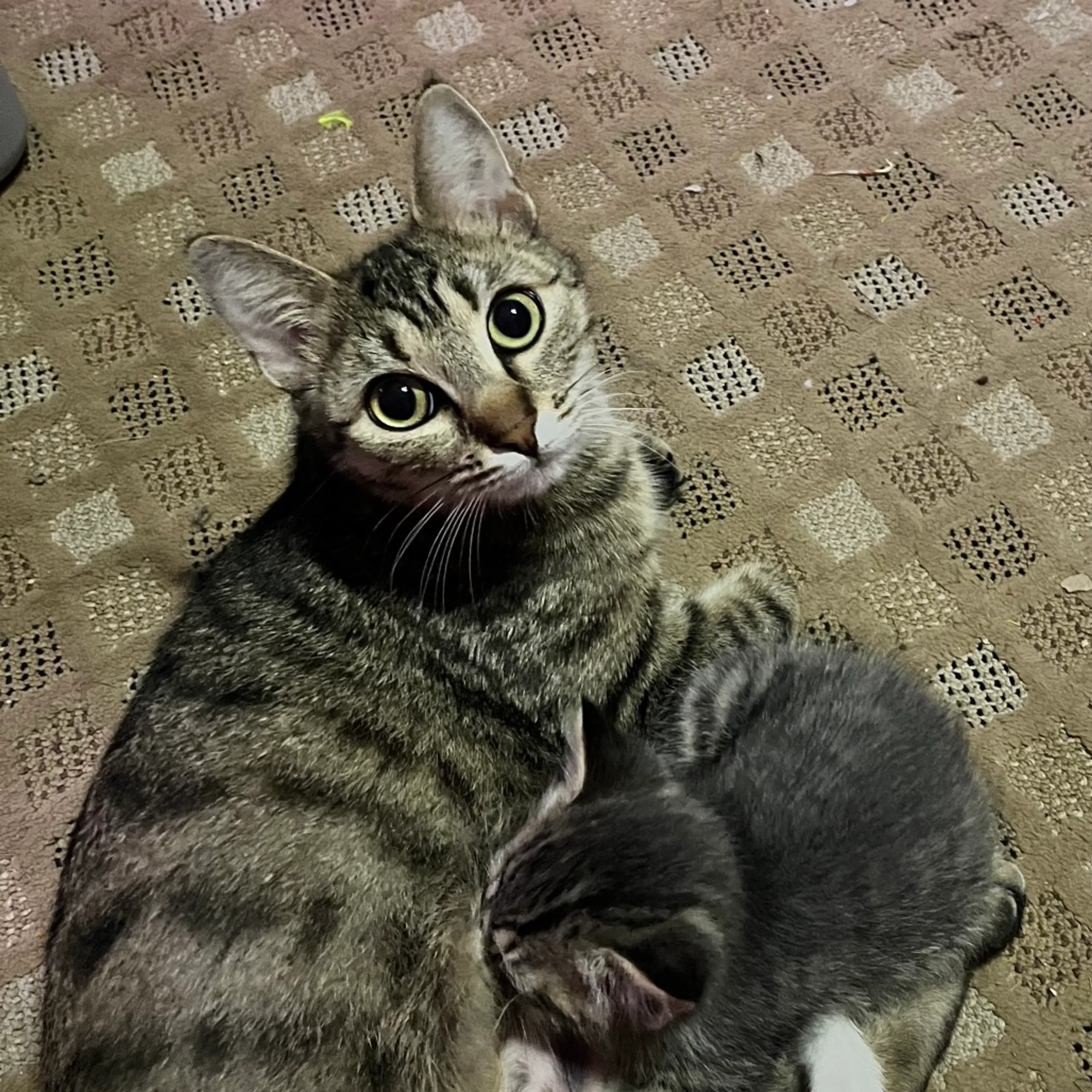Found pet