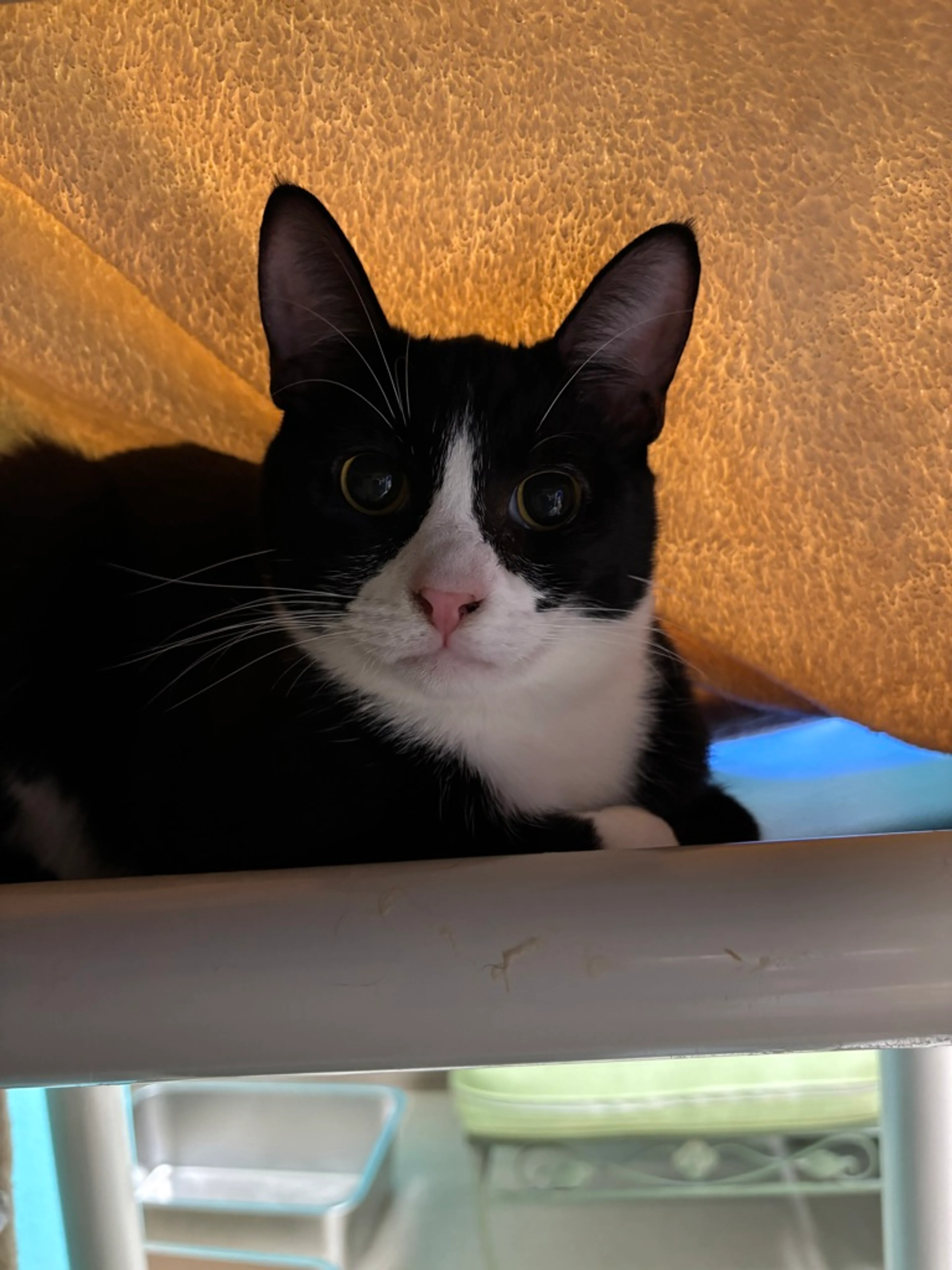 Found pet-2