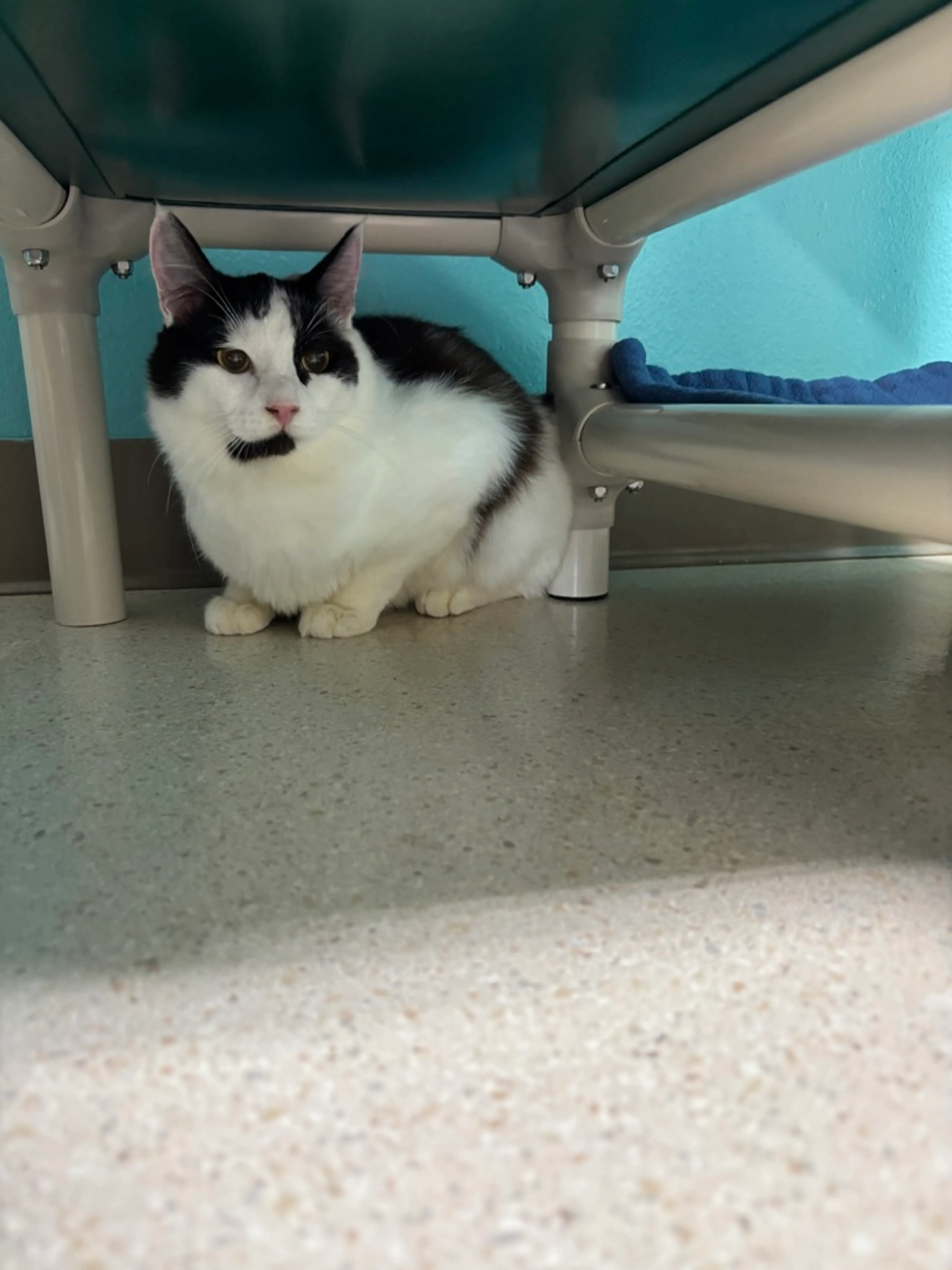 Found pet-2