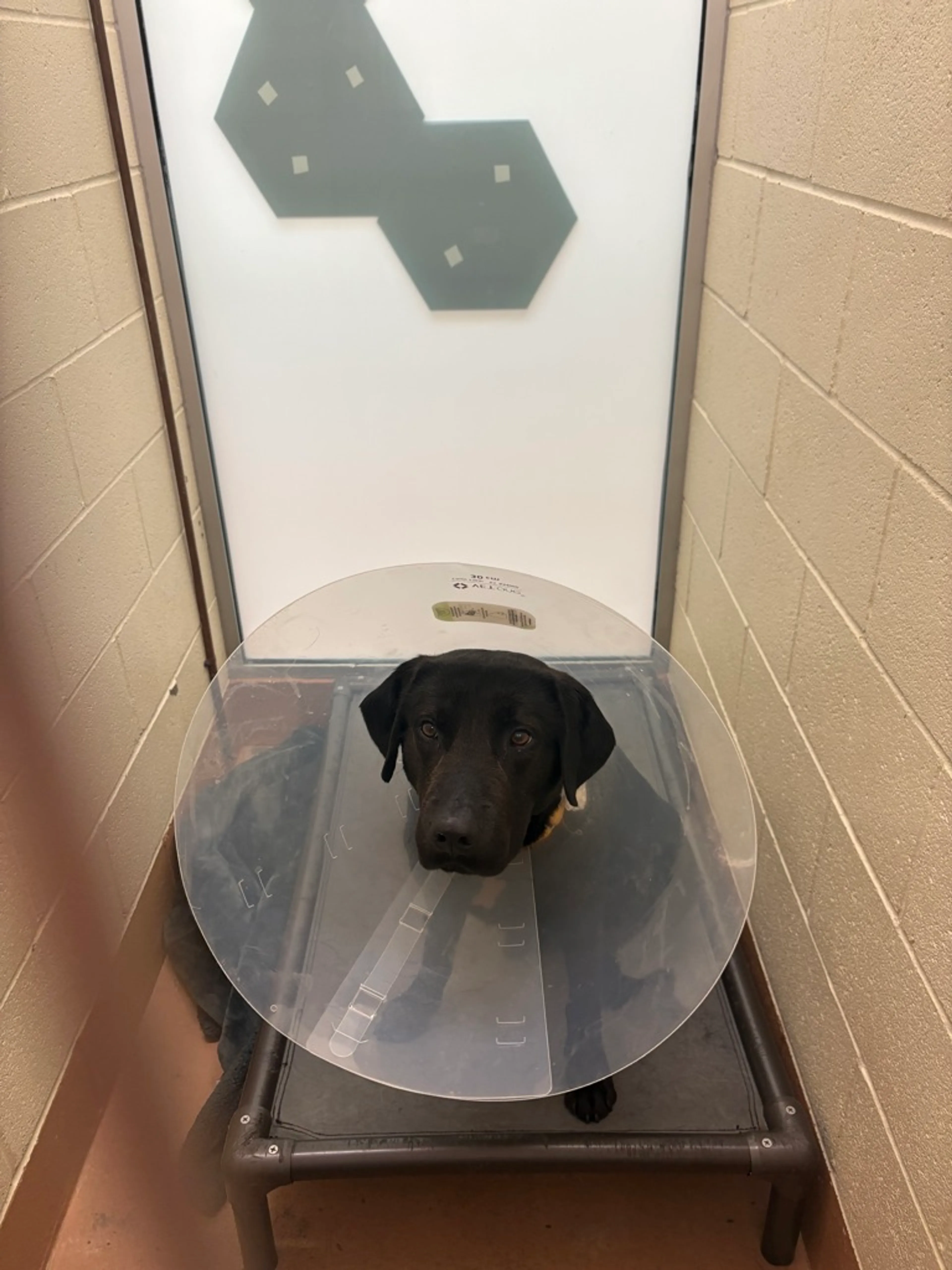 Found pet