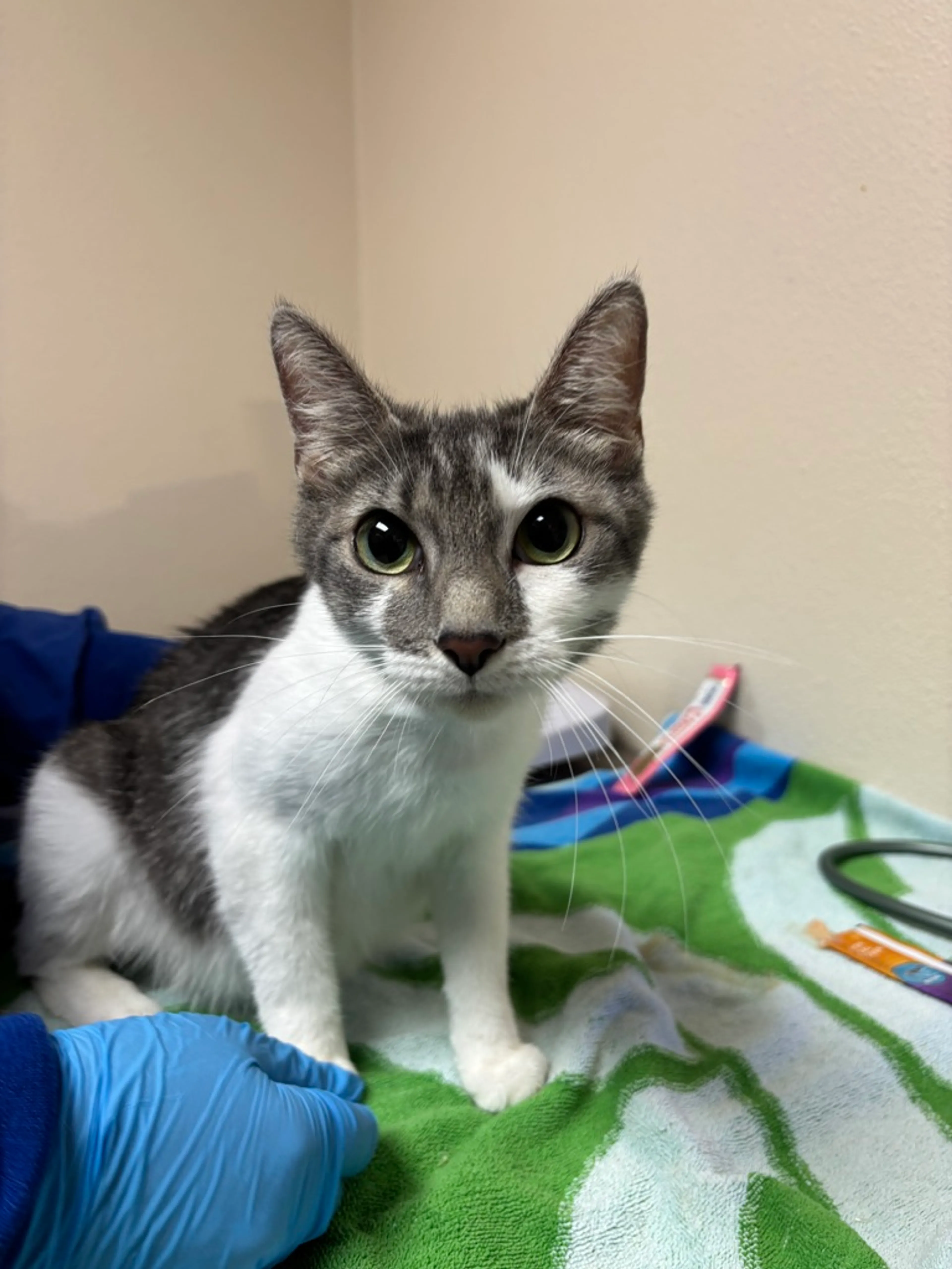 Found pet