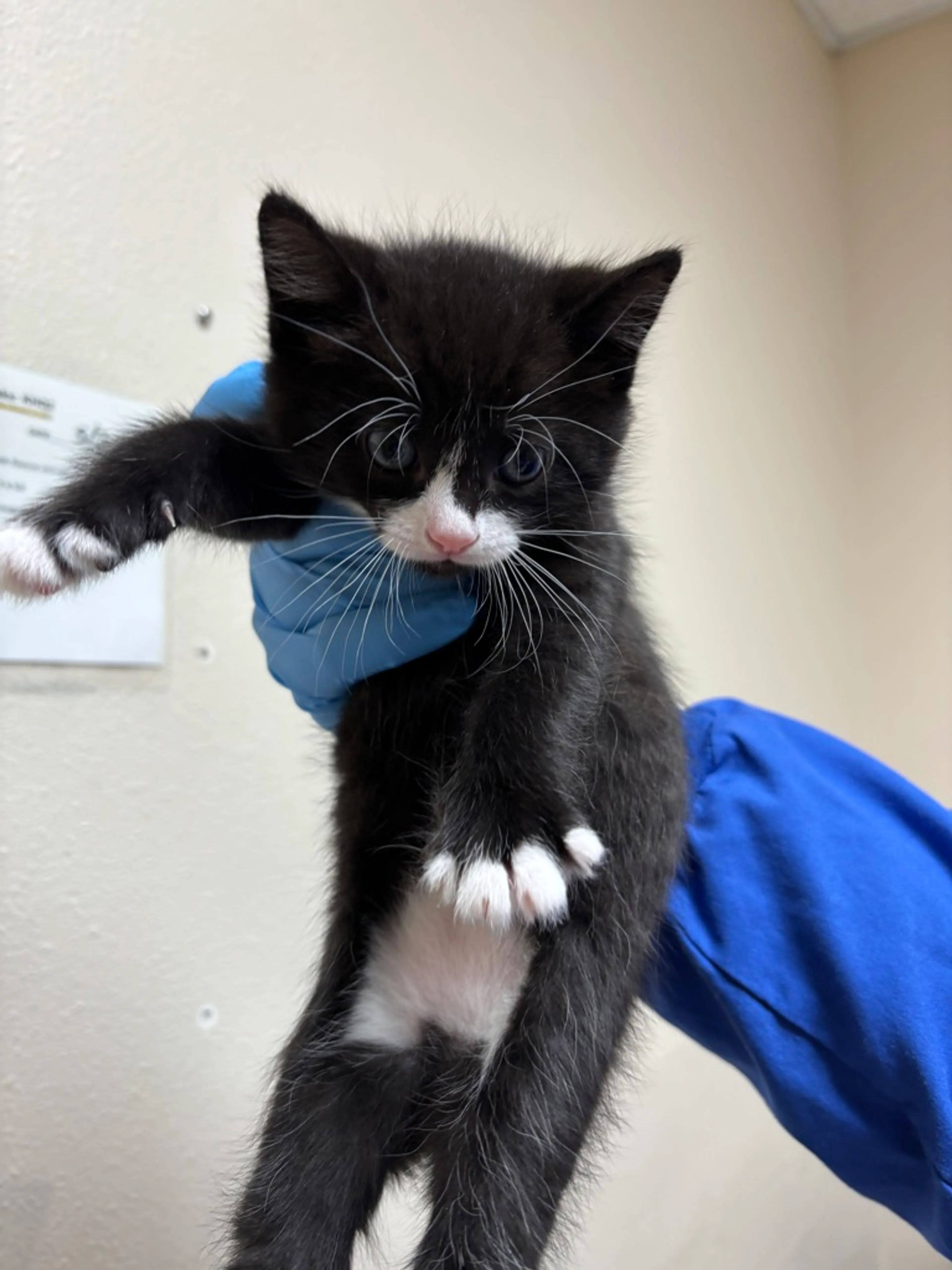 Found pet-2