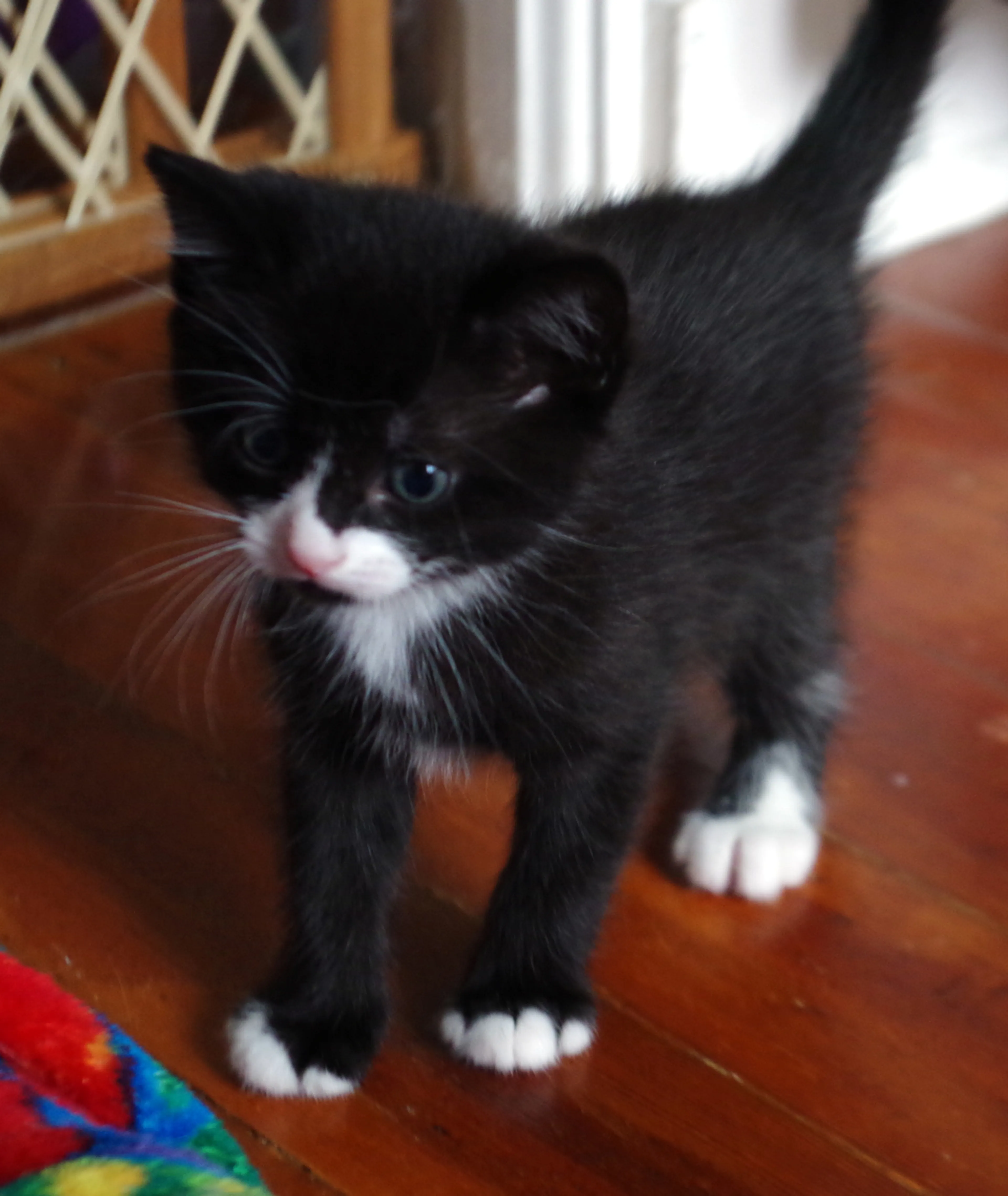 Found pet-1