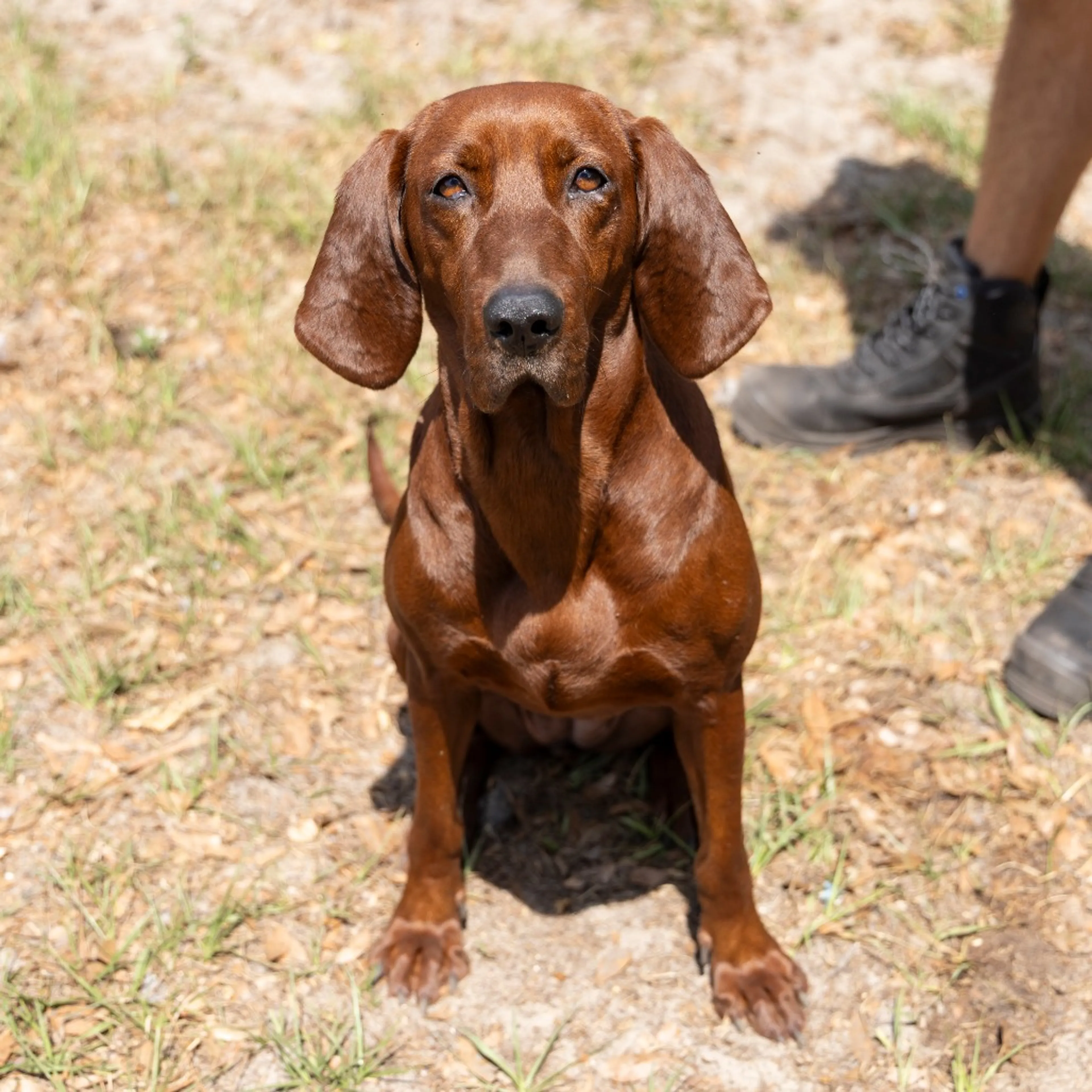 Found pet-1