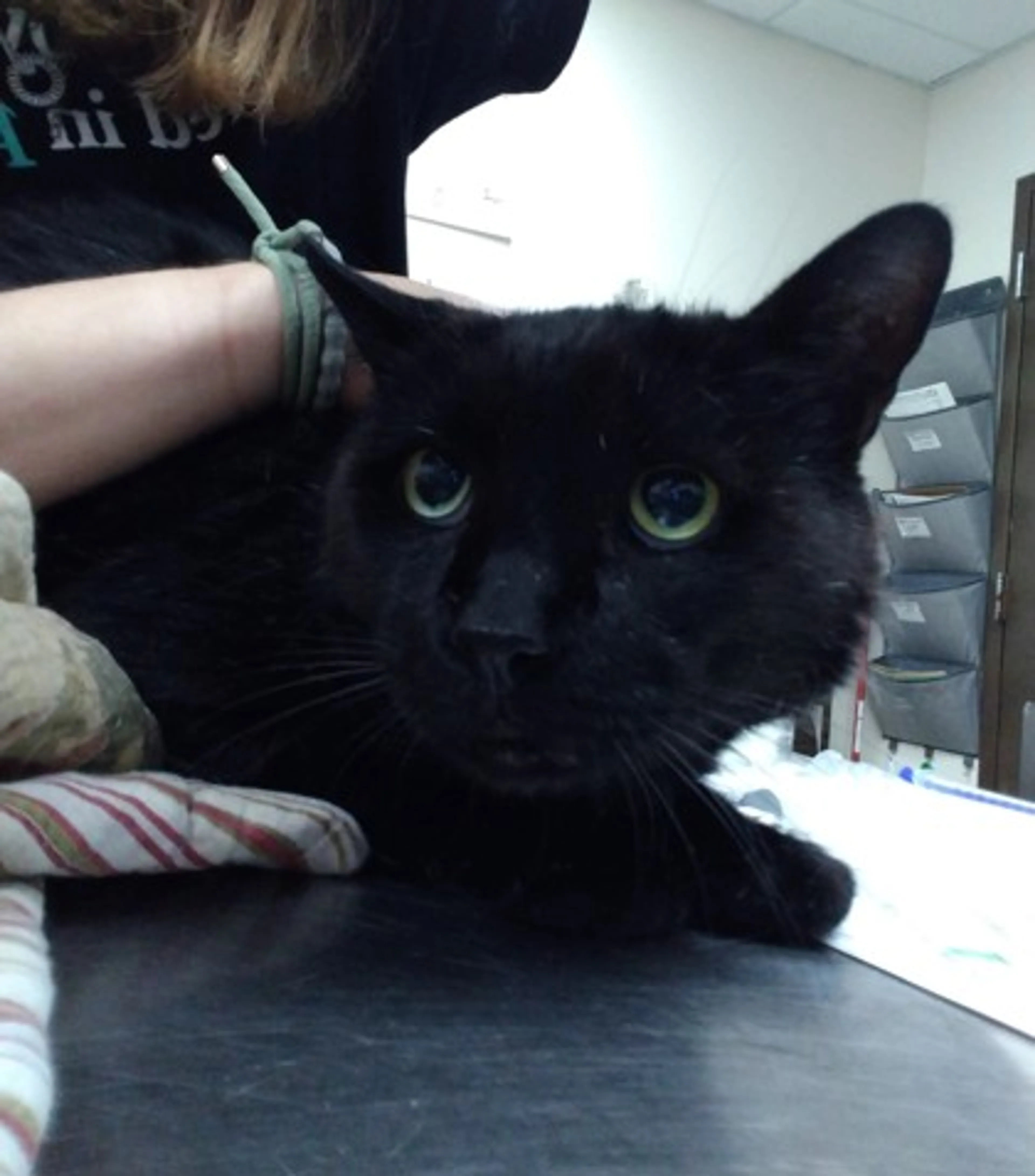 Found pet