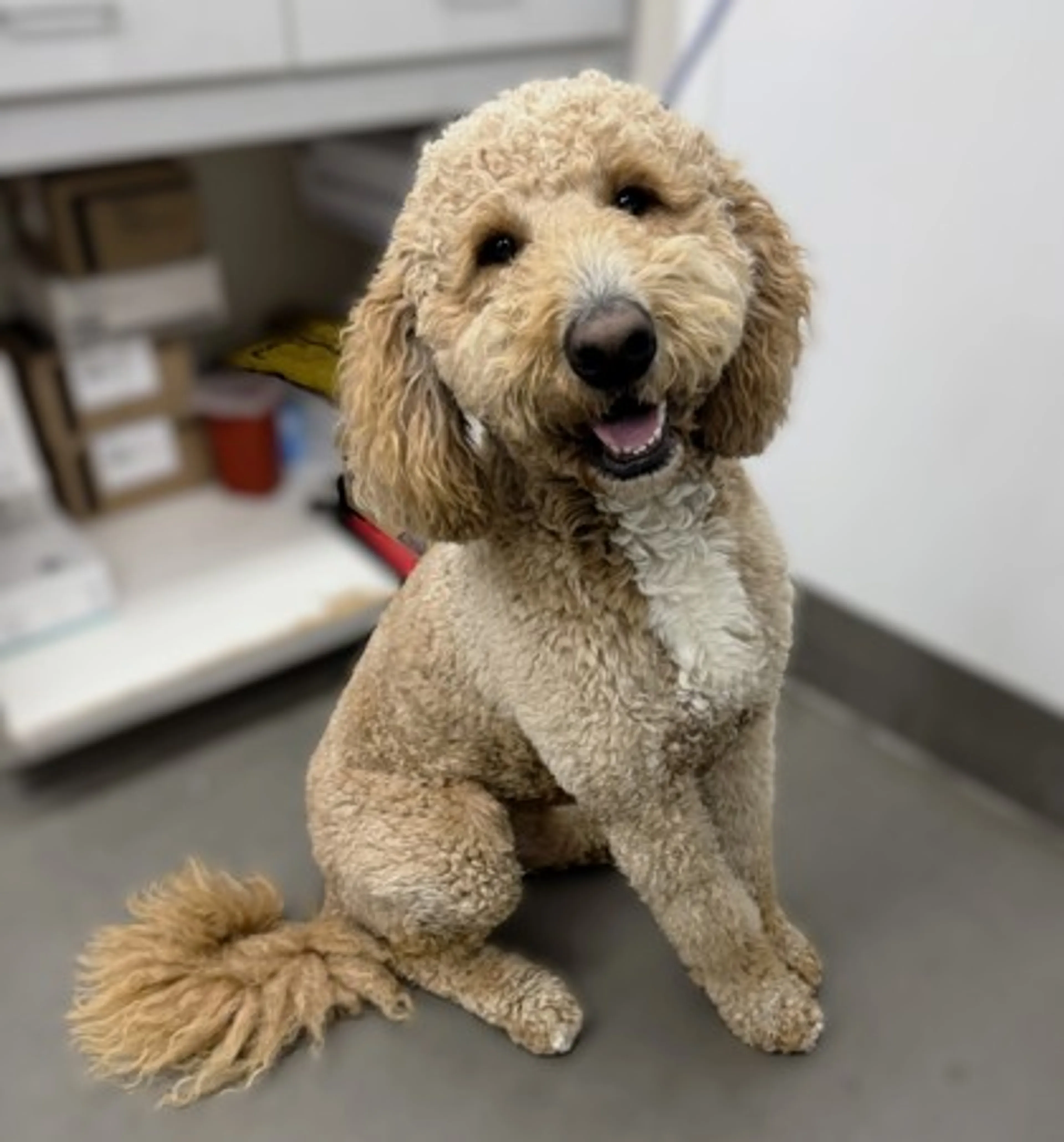 Found pet-1