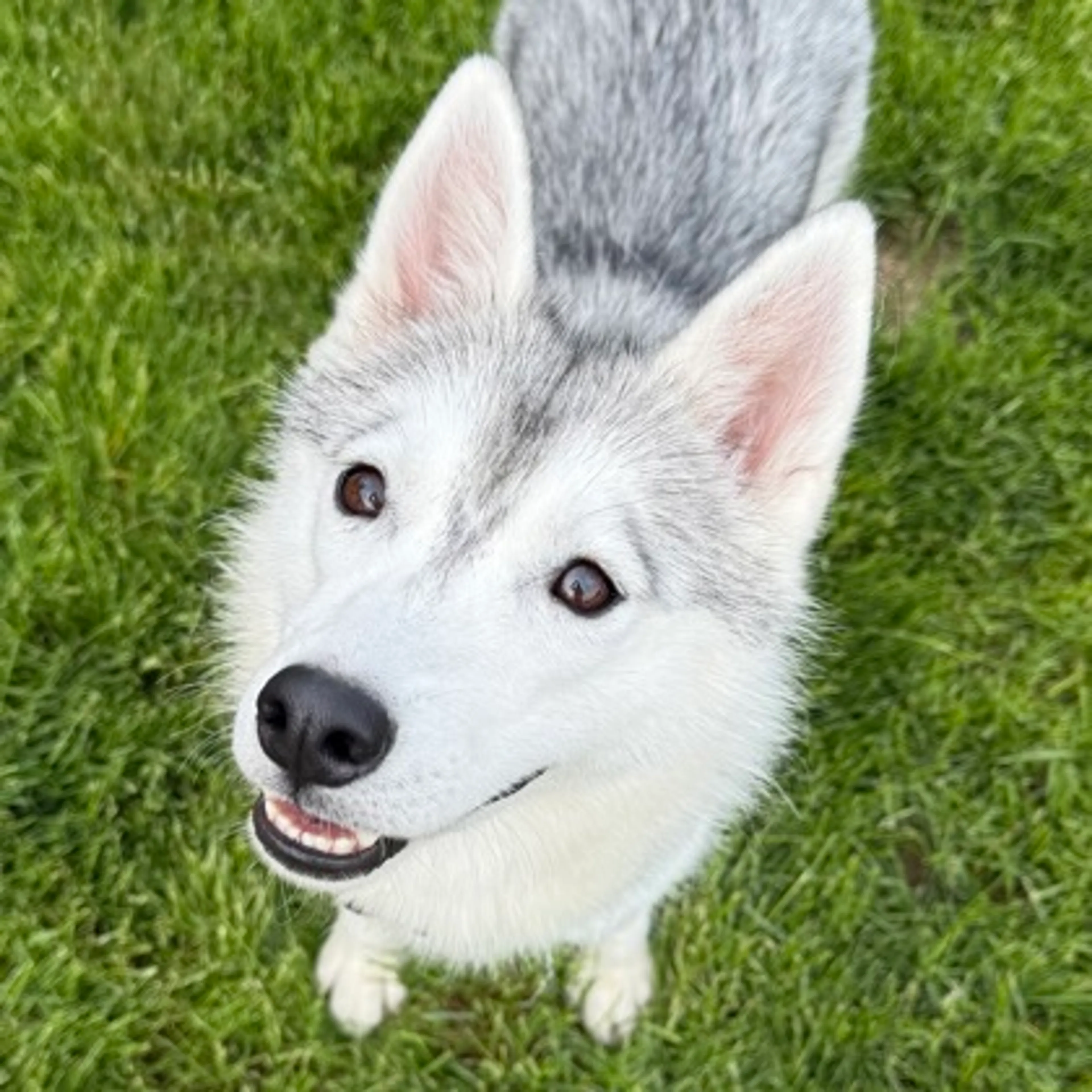 Found pet