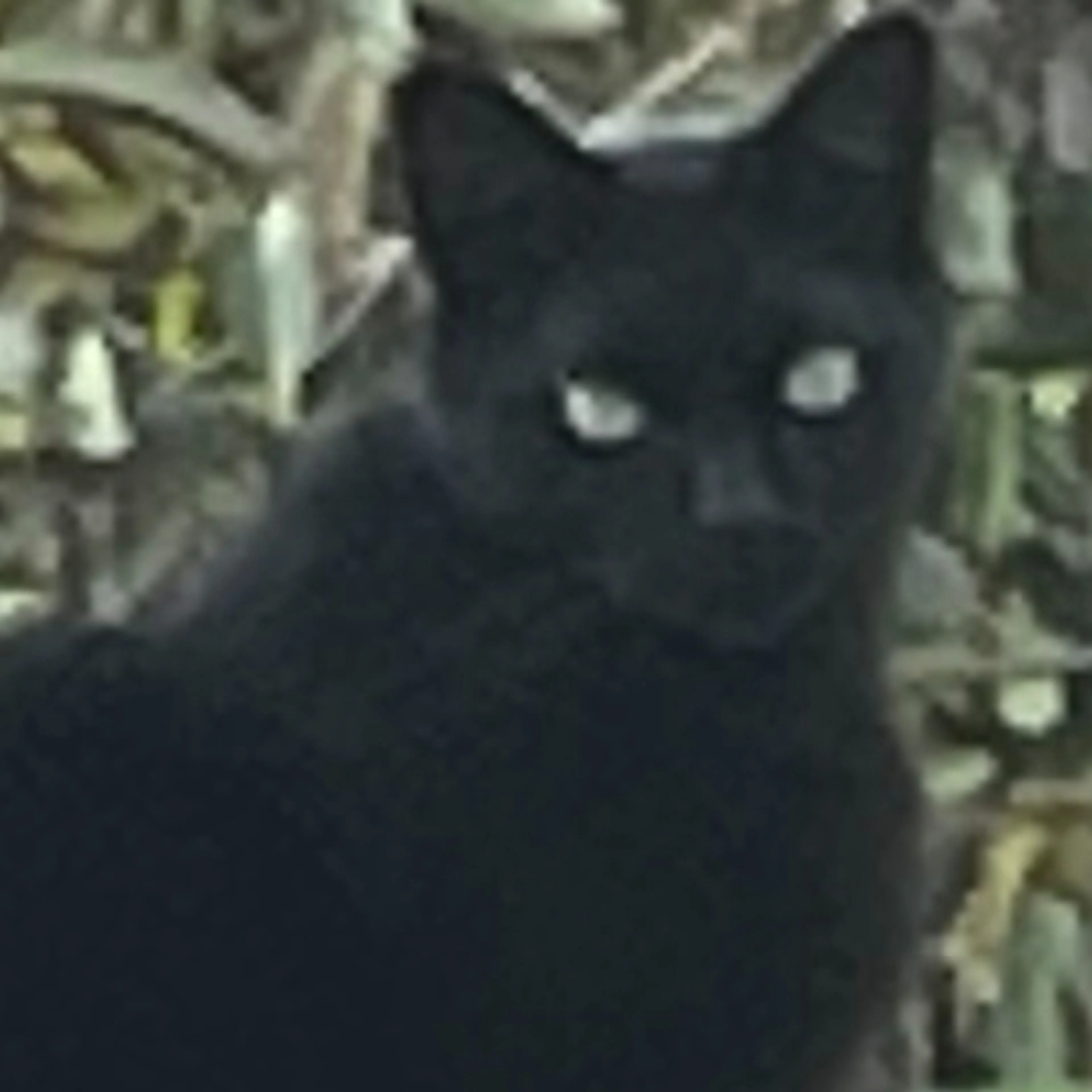 Lost pet-1