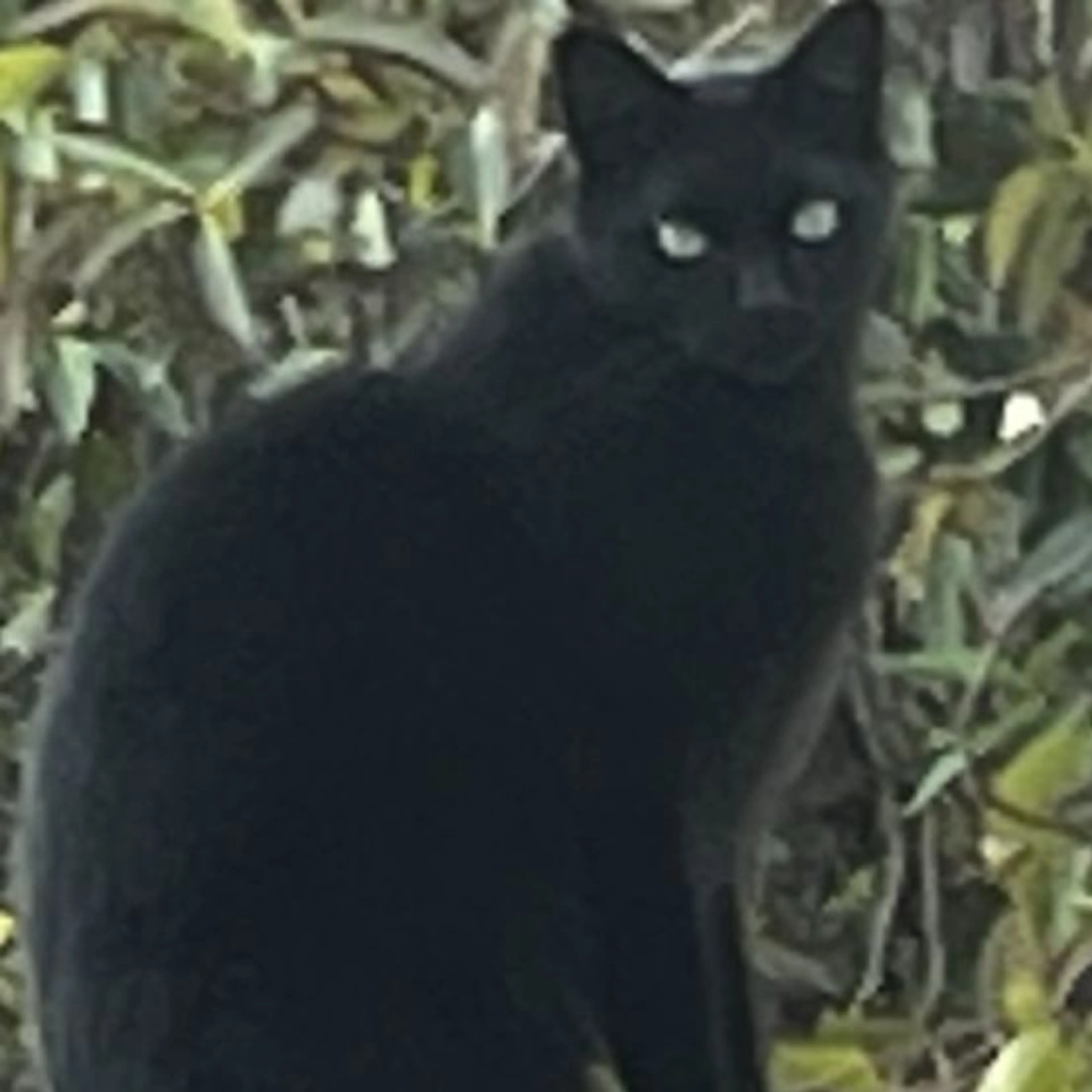 Lost pet-0