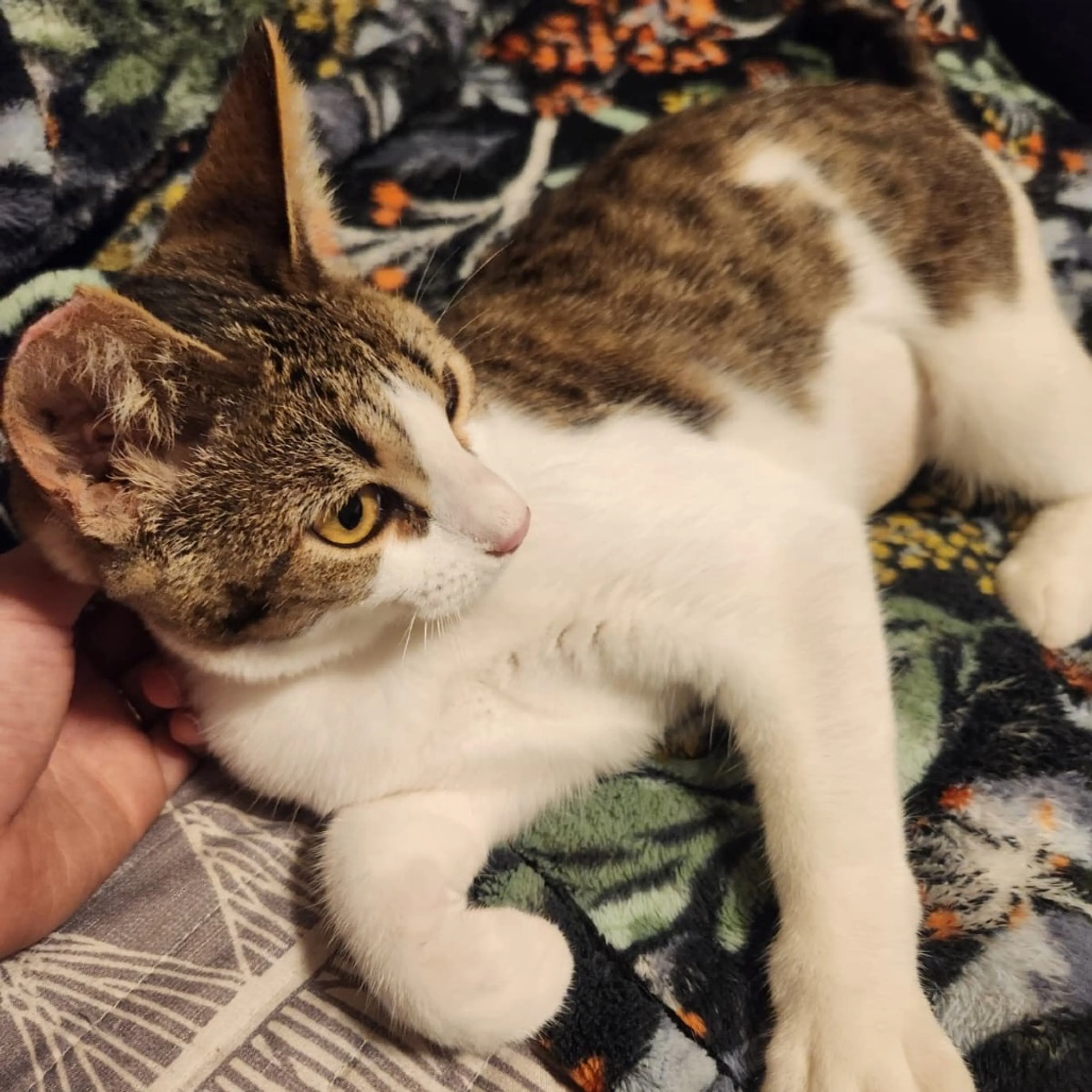 Found pet-2