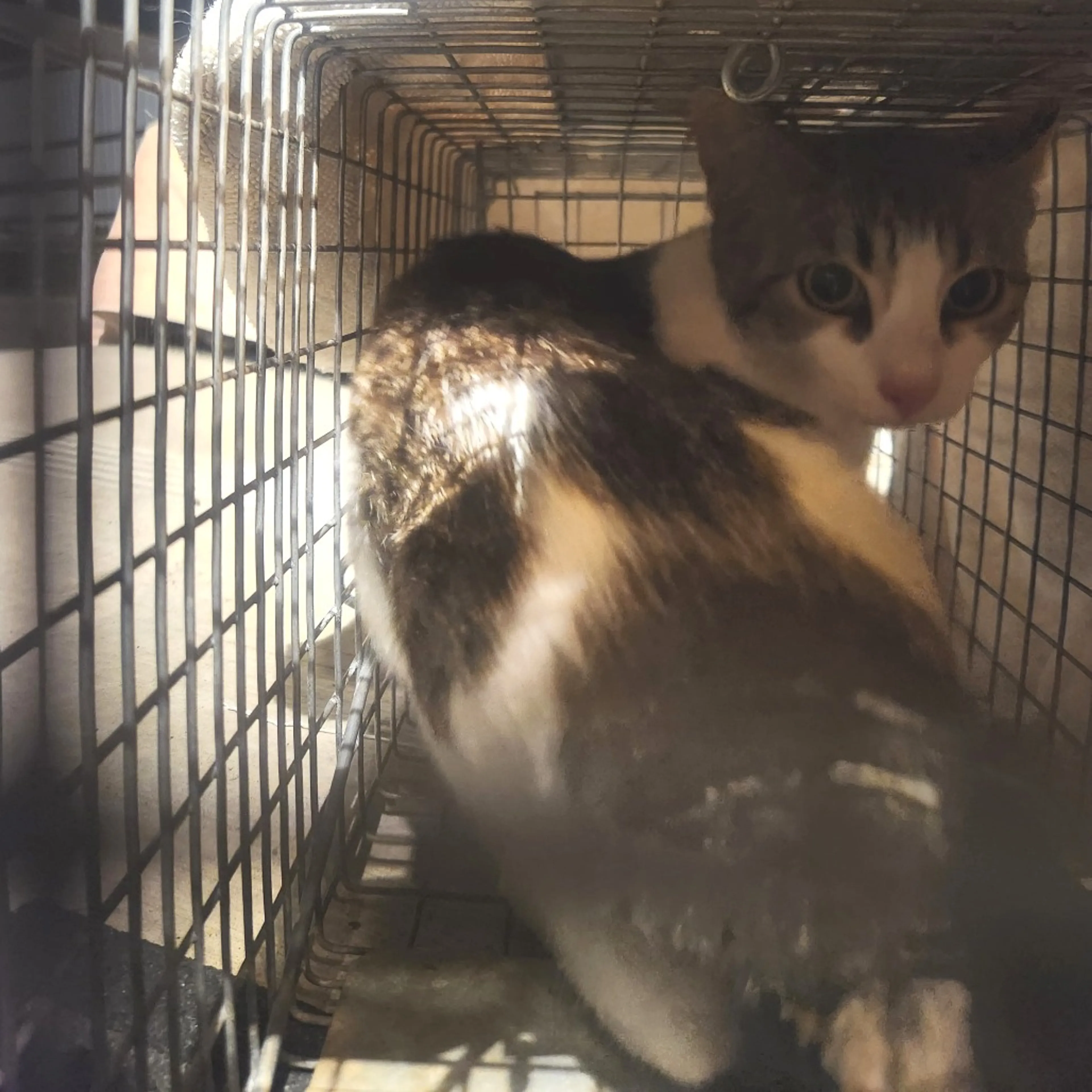 Found pet-1