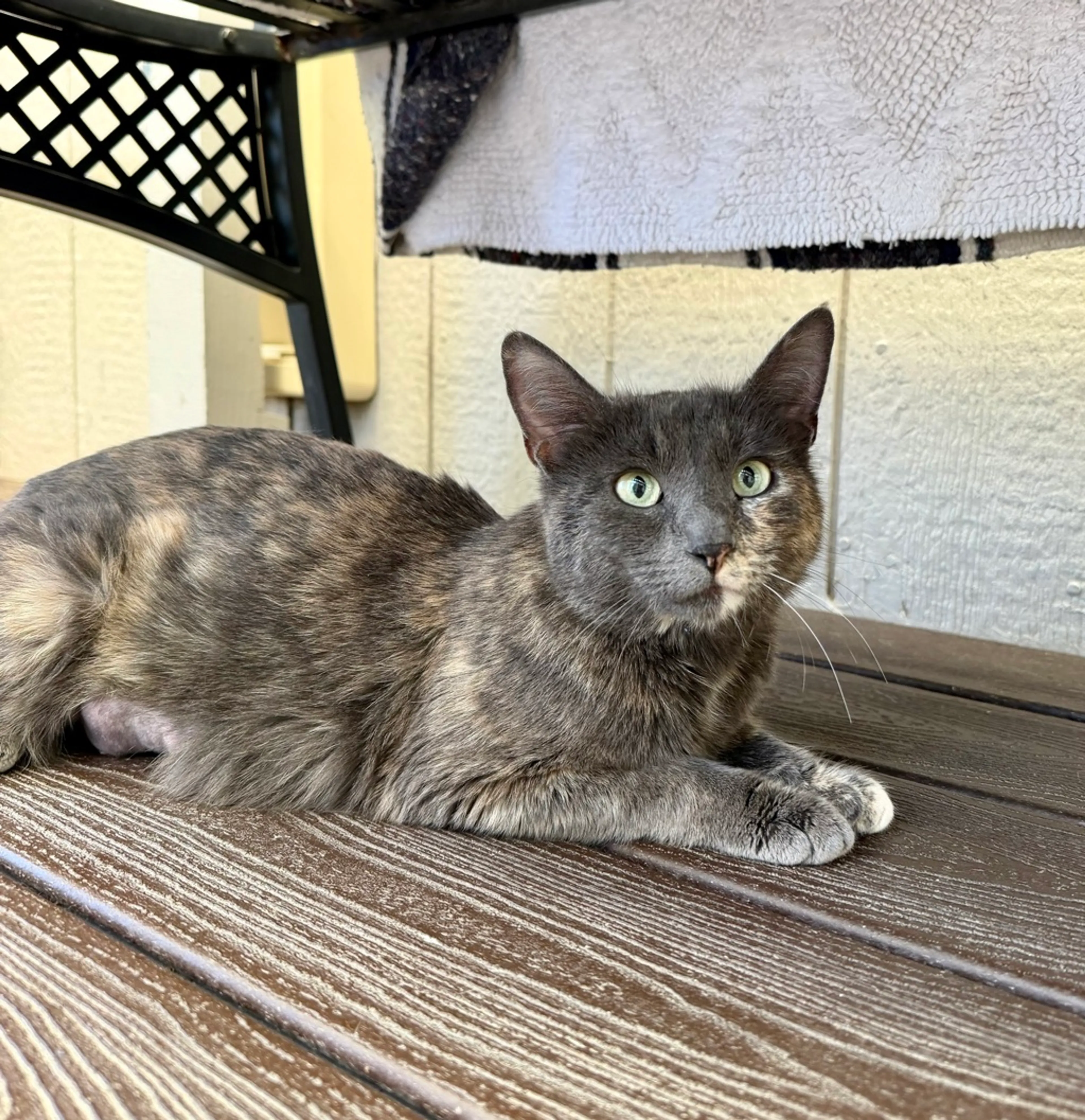 Found pet
