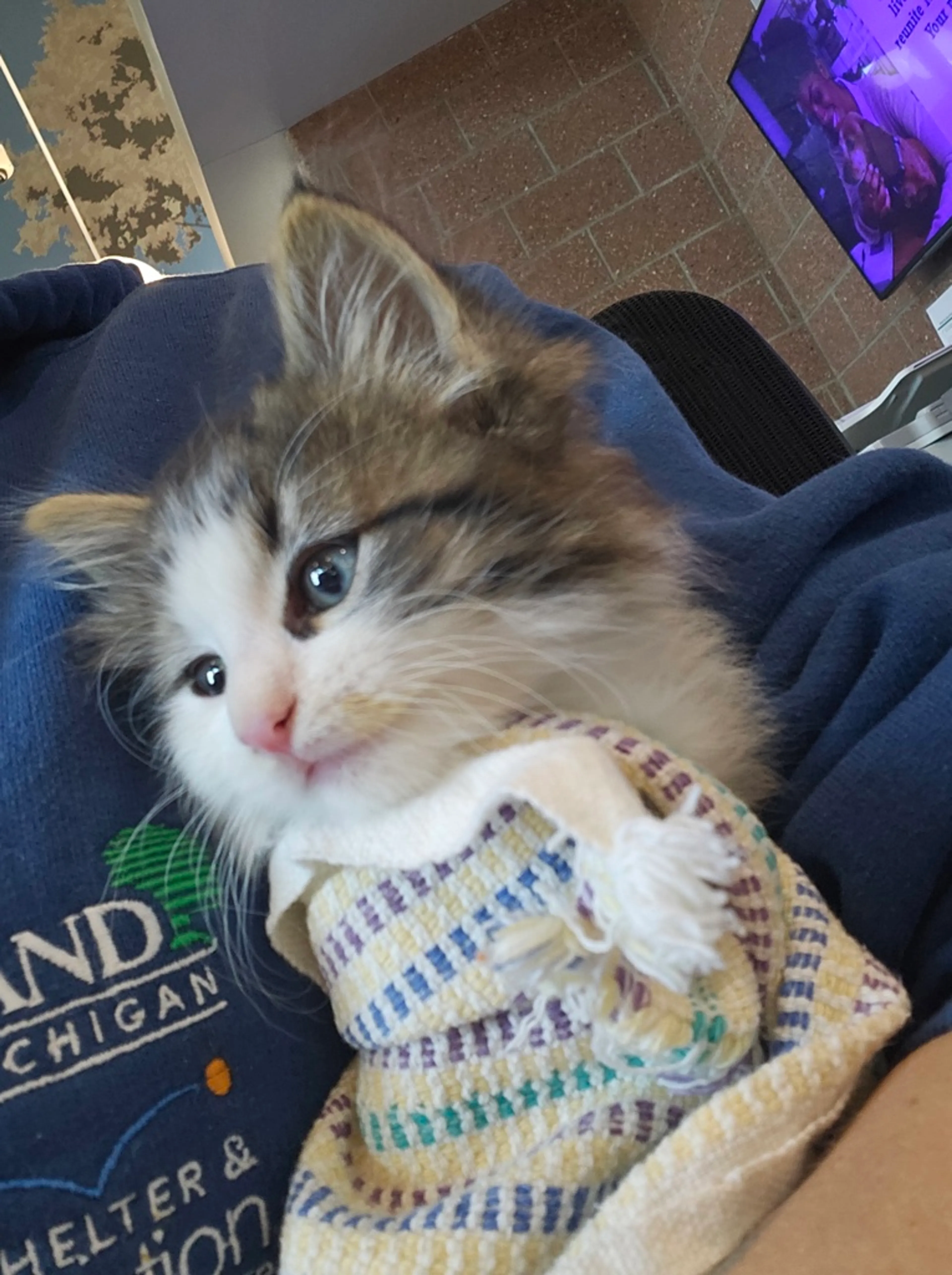 Found pet
