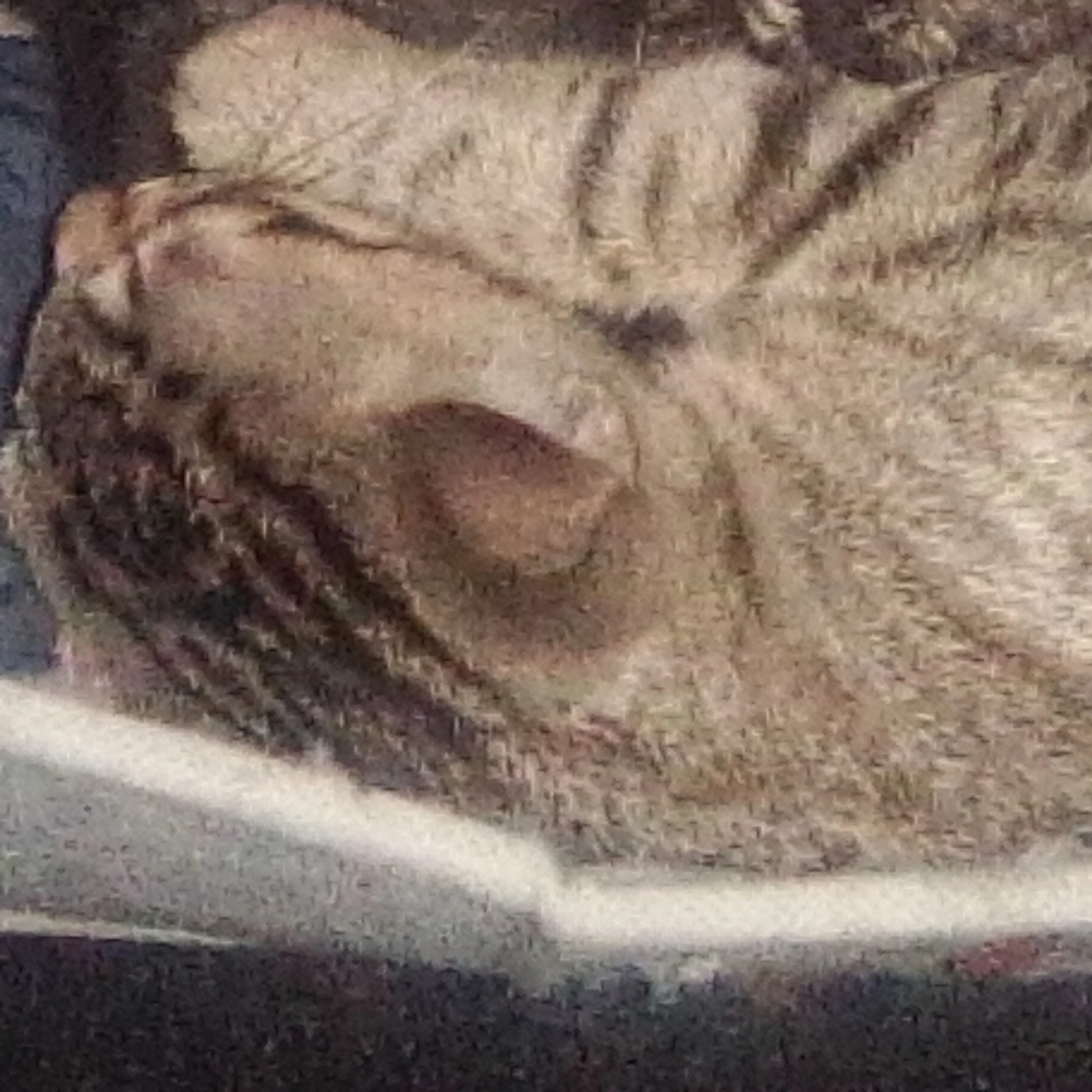 Lost pet-3