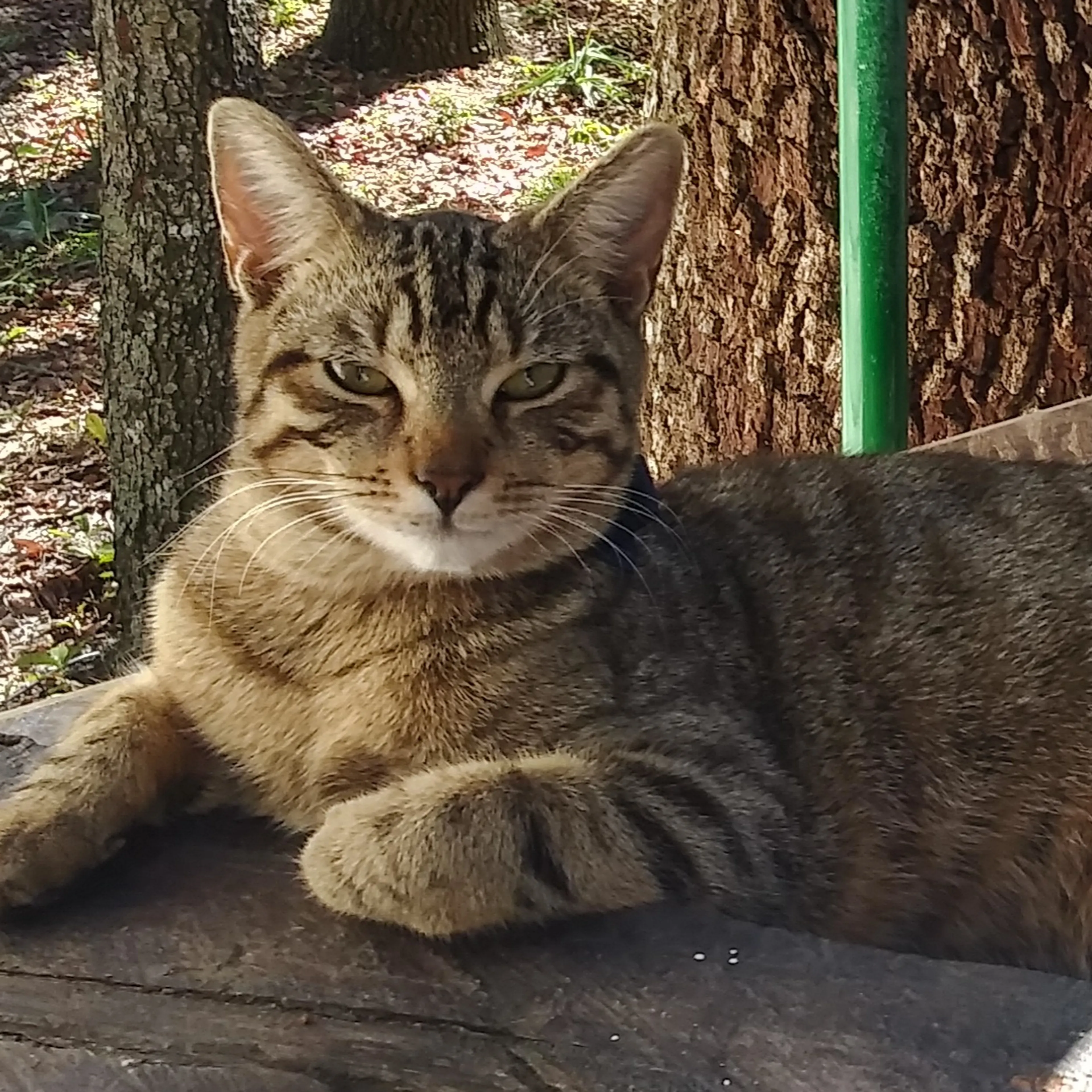 Lost pet-2