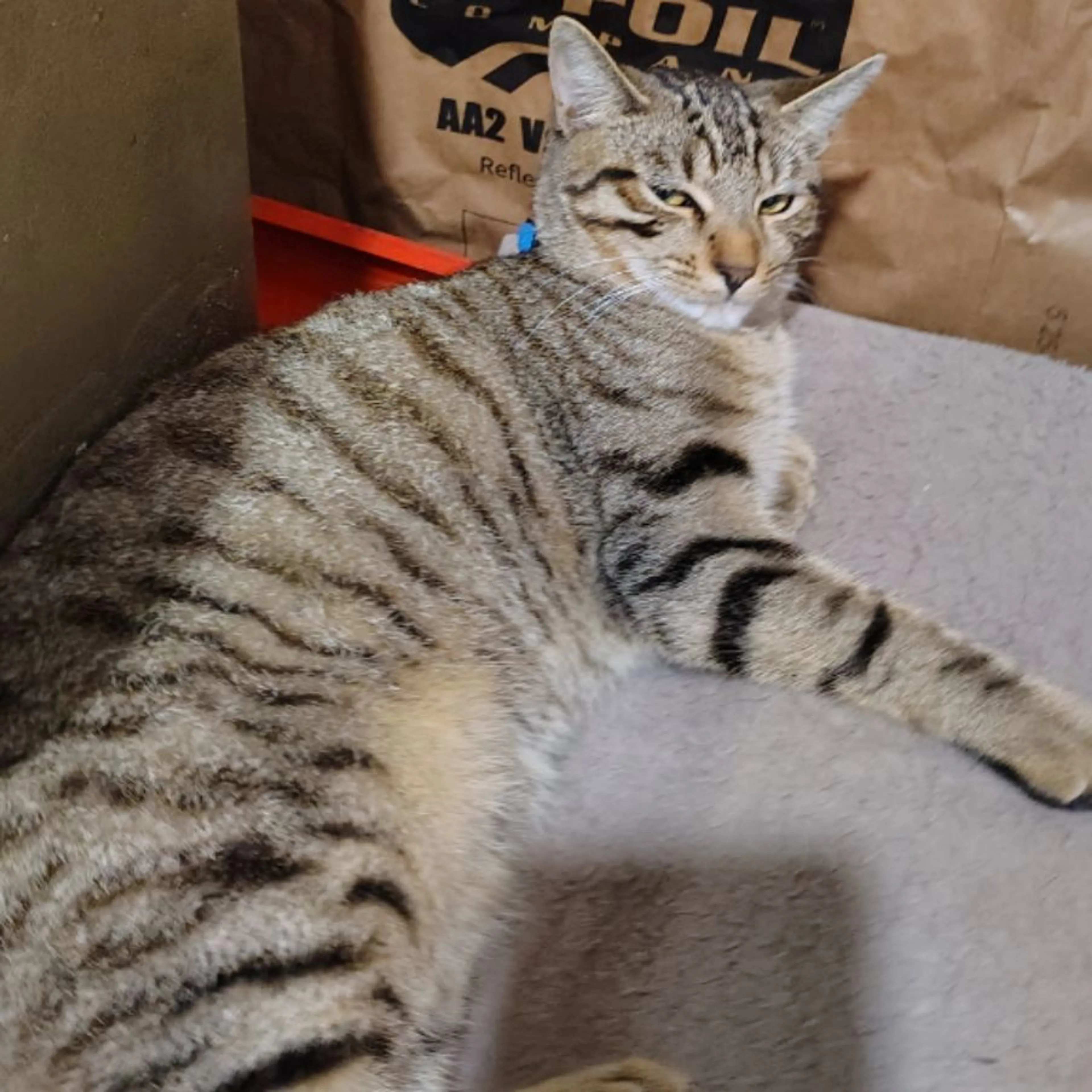 Lost pet-0