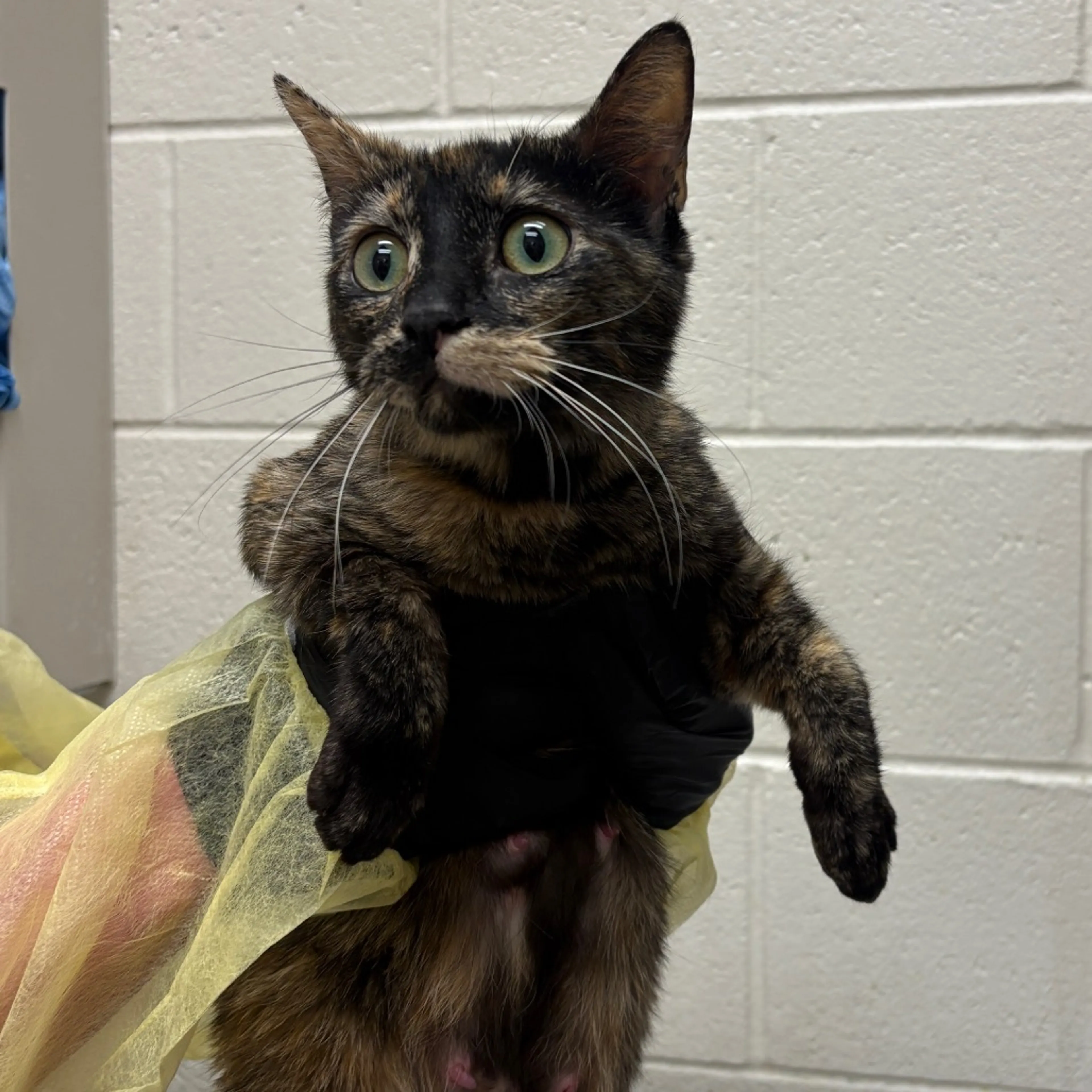 Found pet