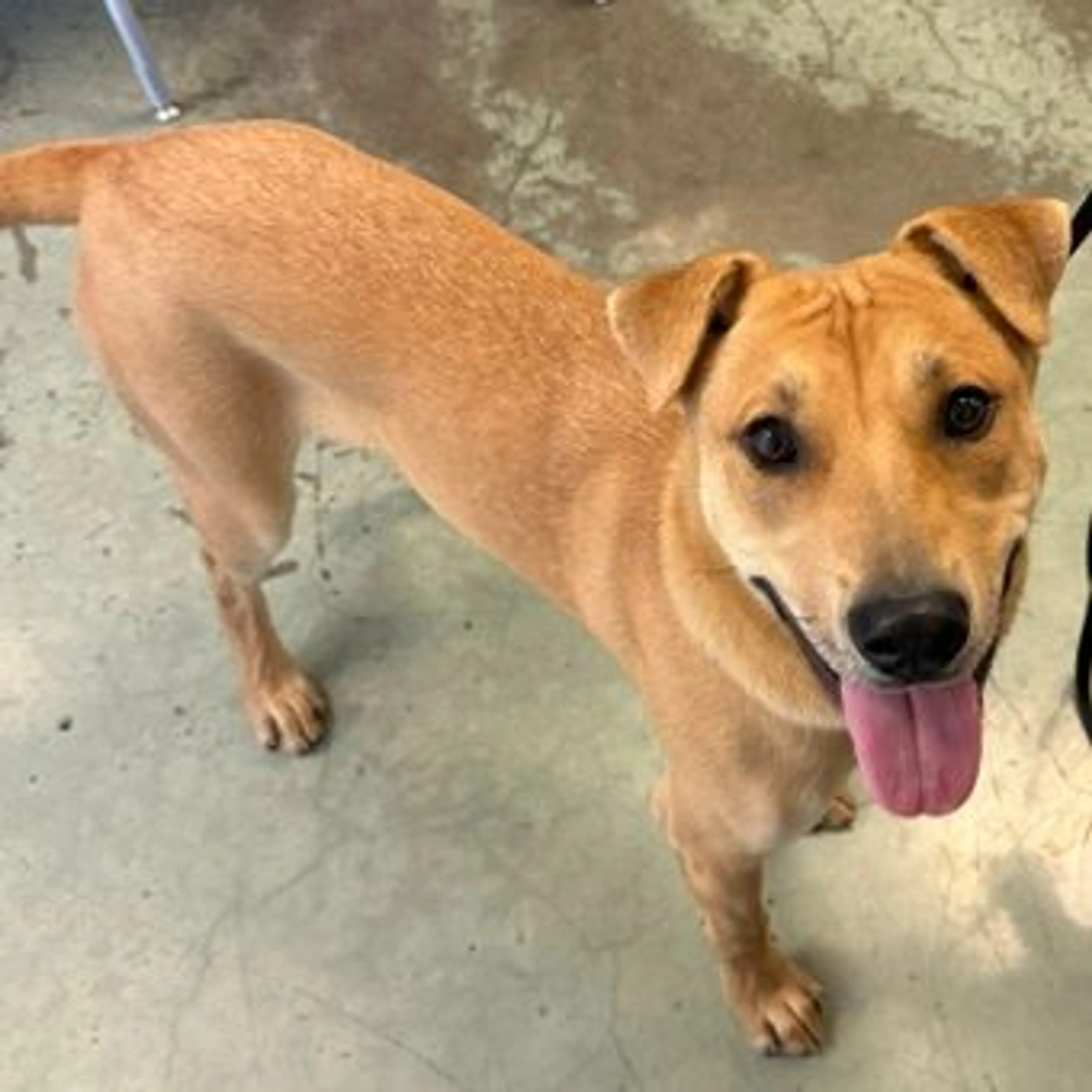 Found pet