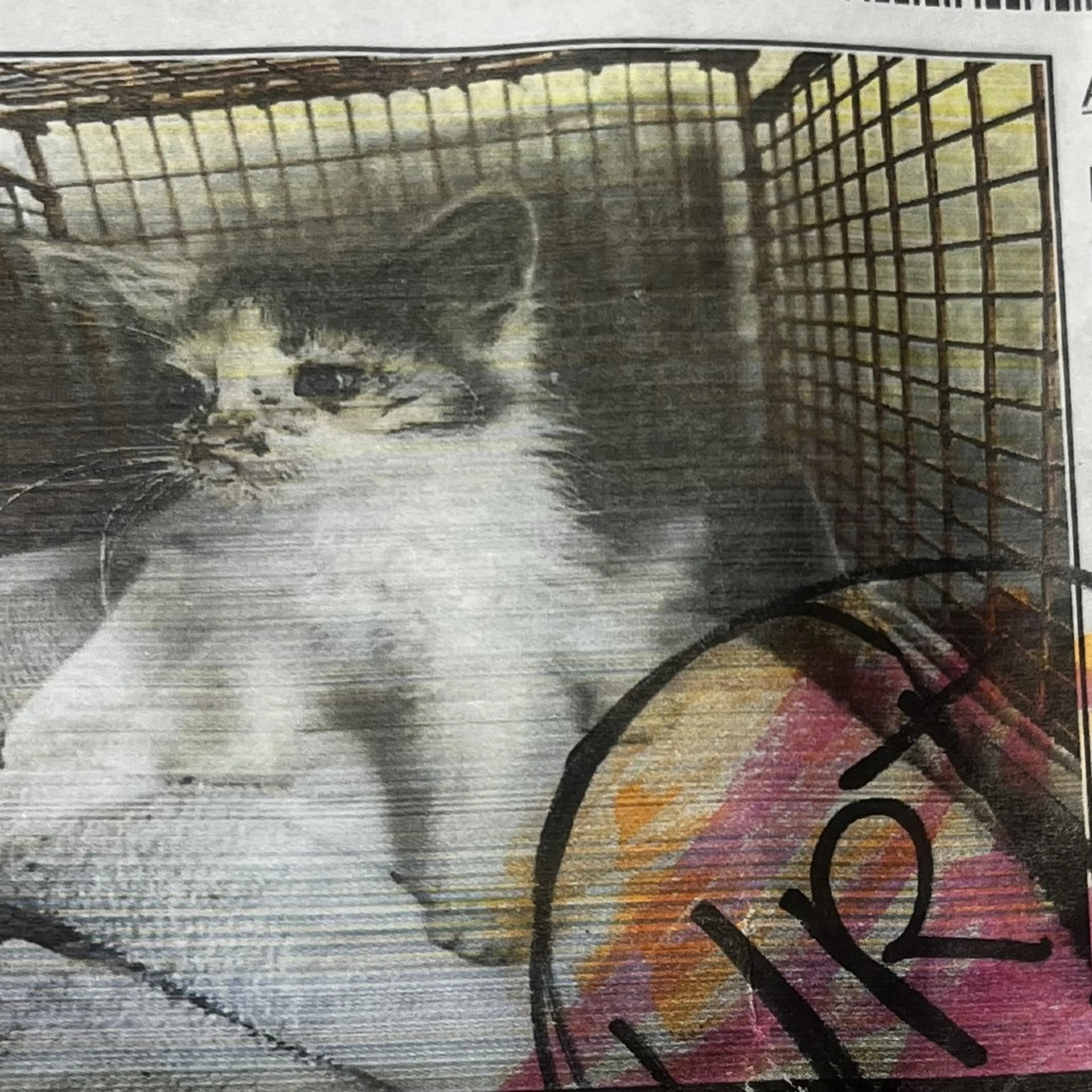 Found pet