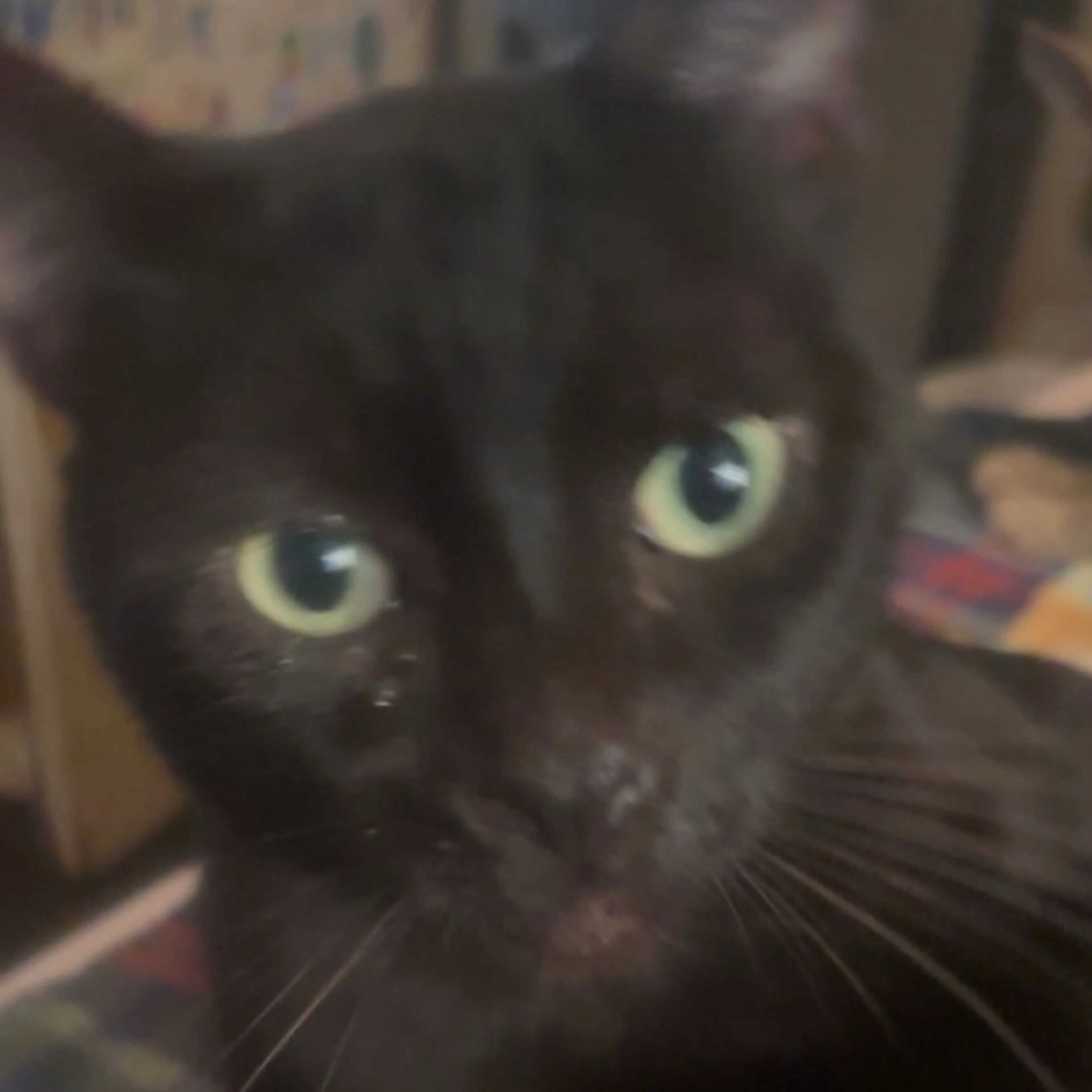 Lost pet