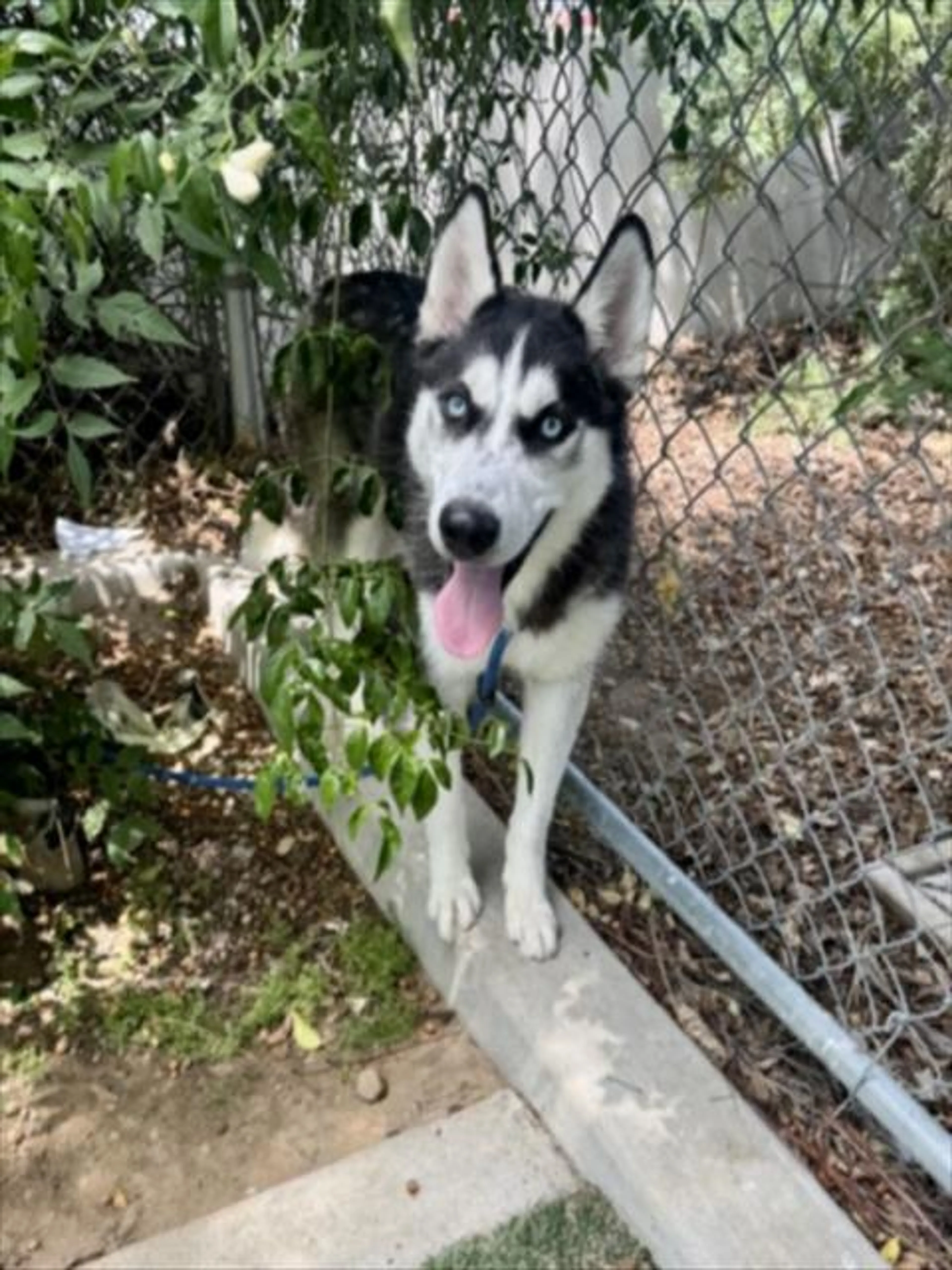 Found pet