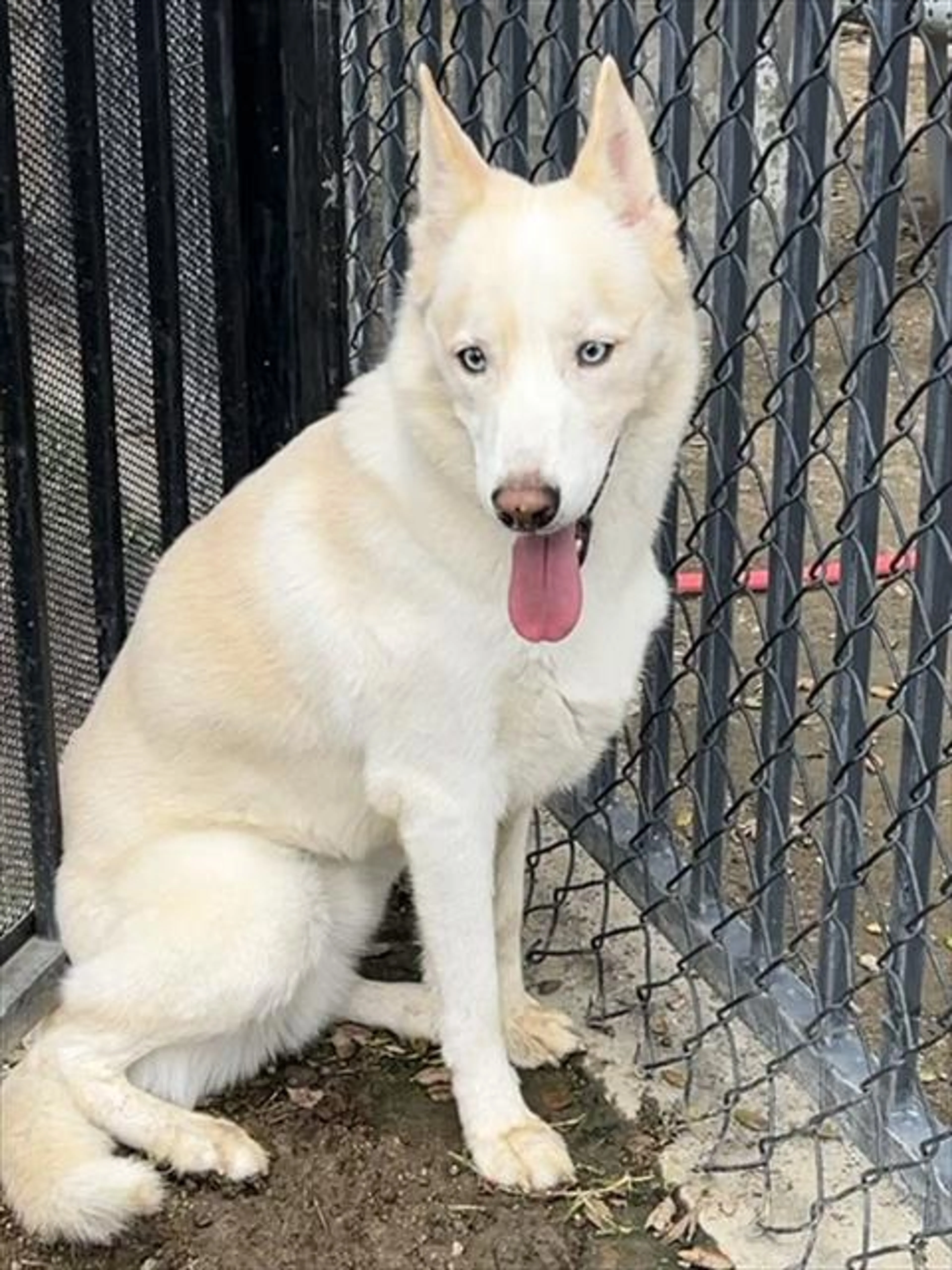 Found pet