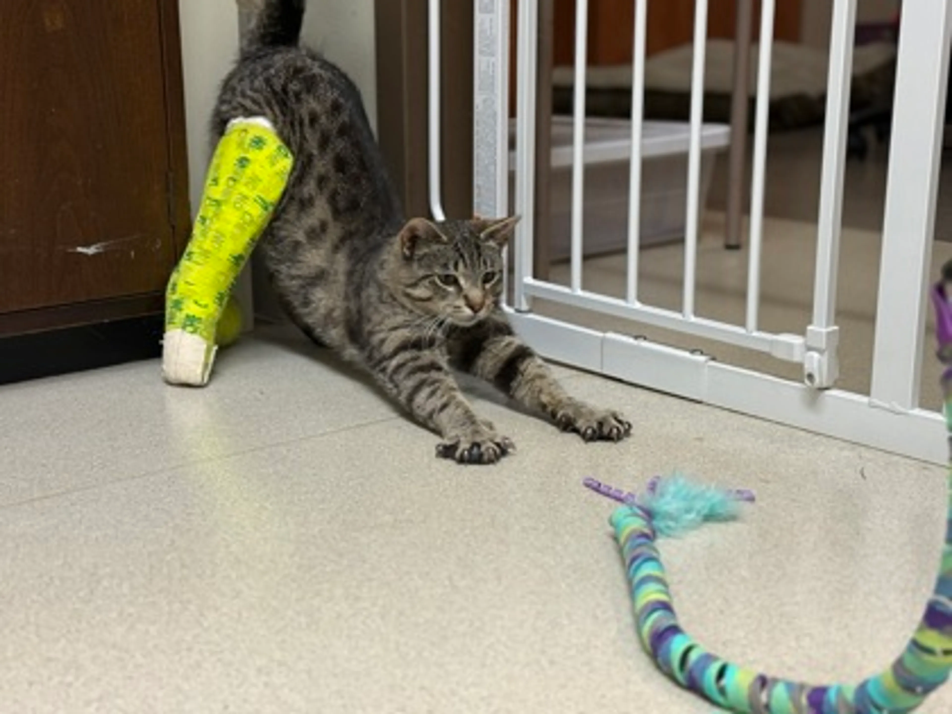 Found pet-1