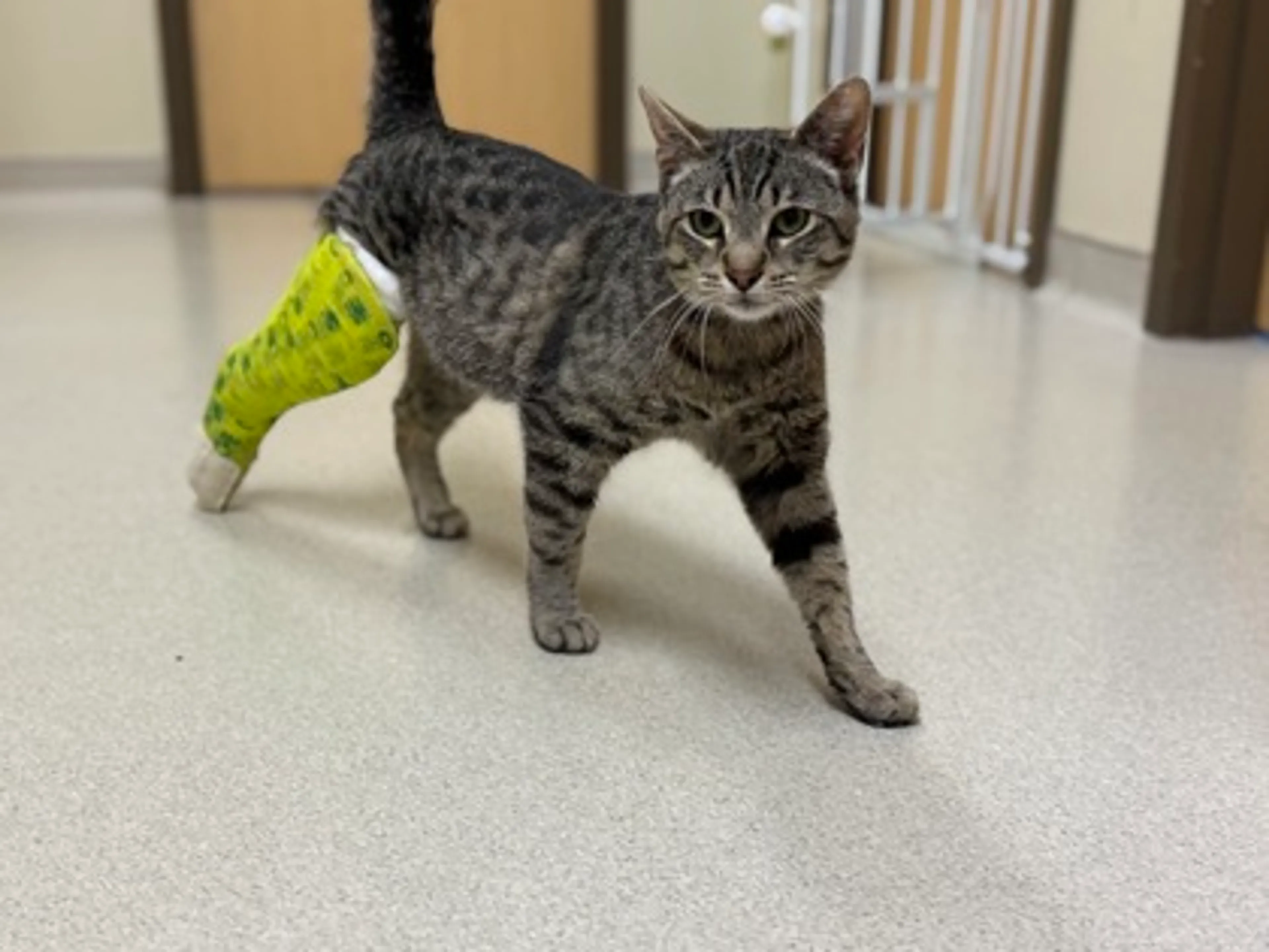 Found pet-2