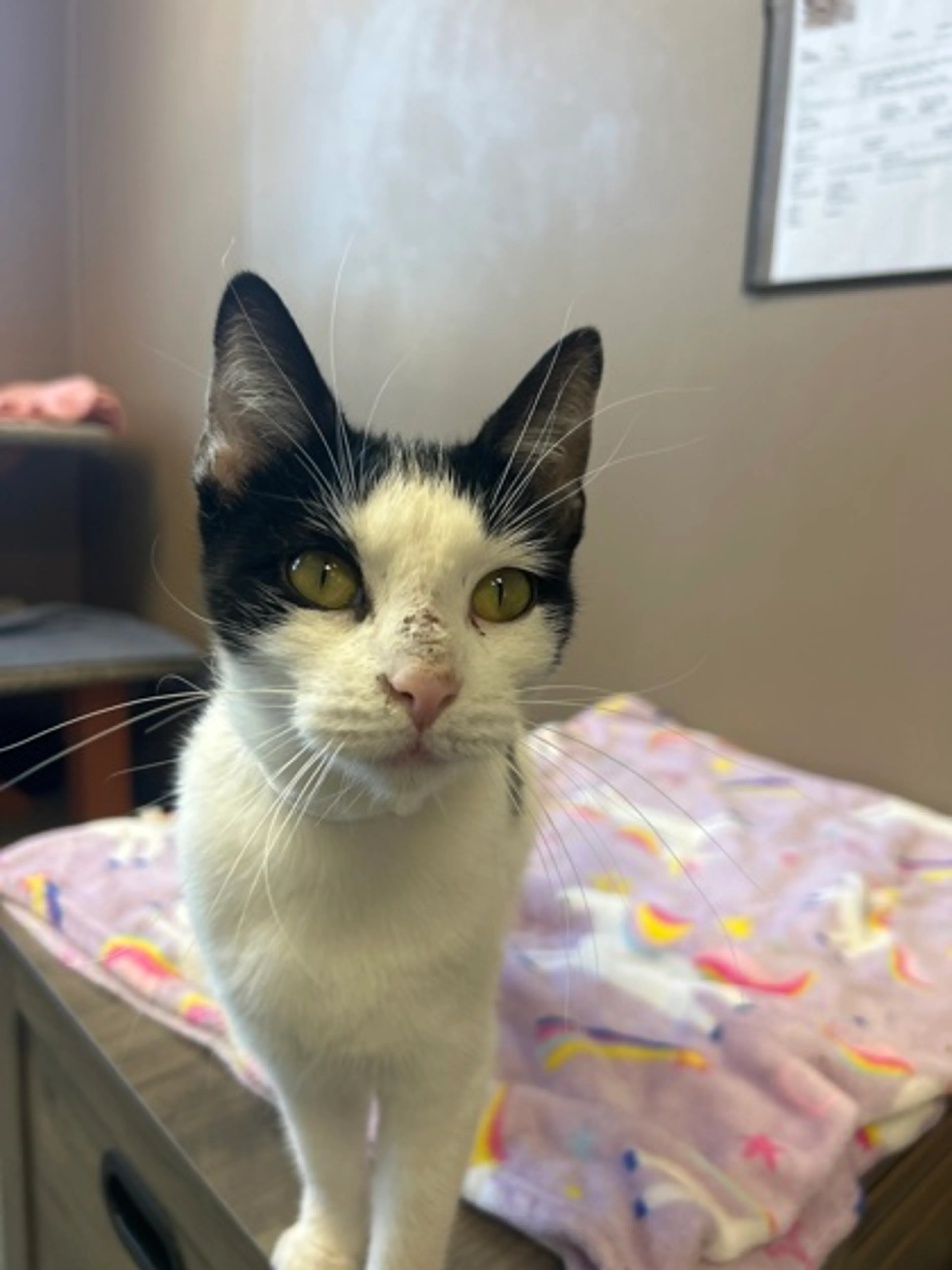 Found pet-1