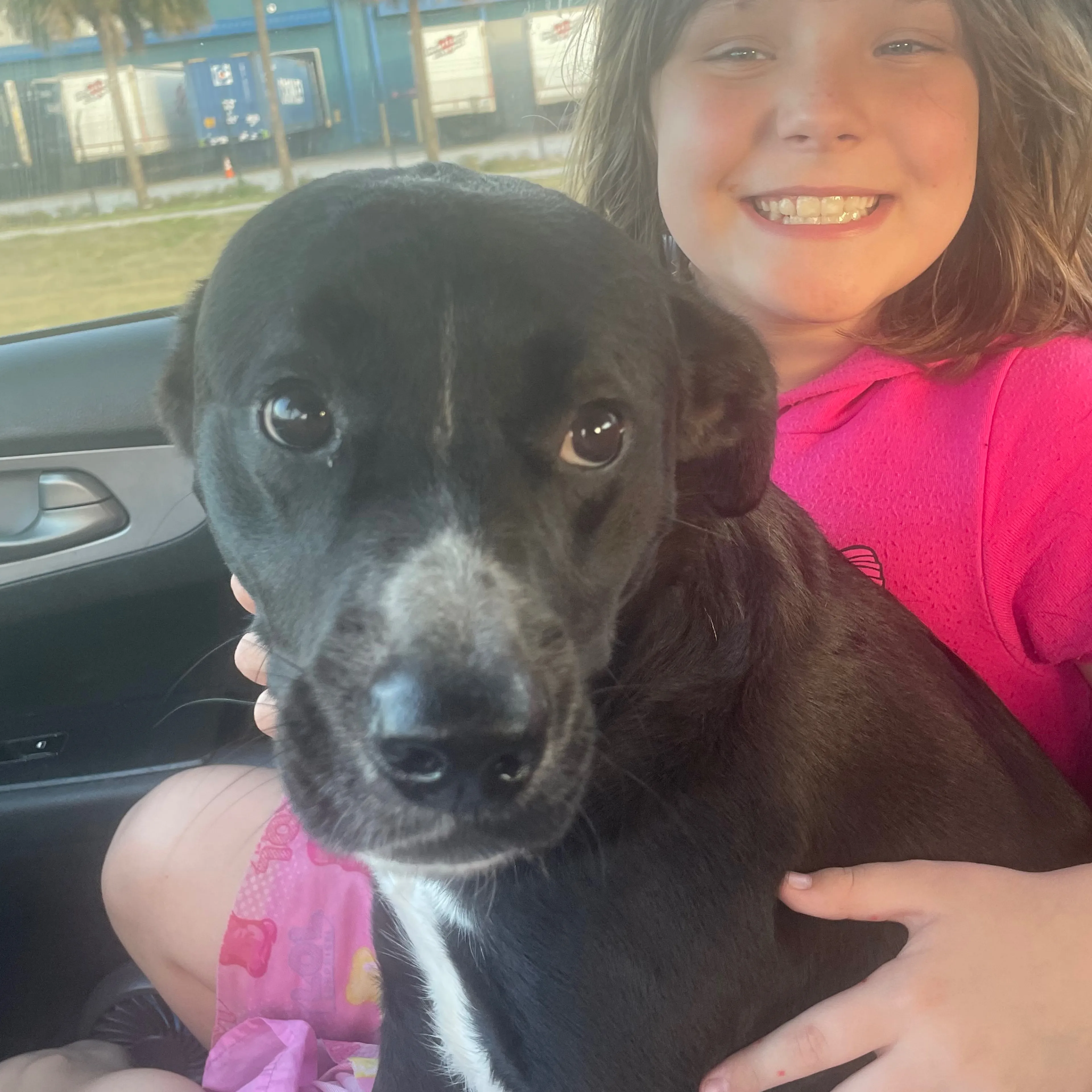 Lost pet-2