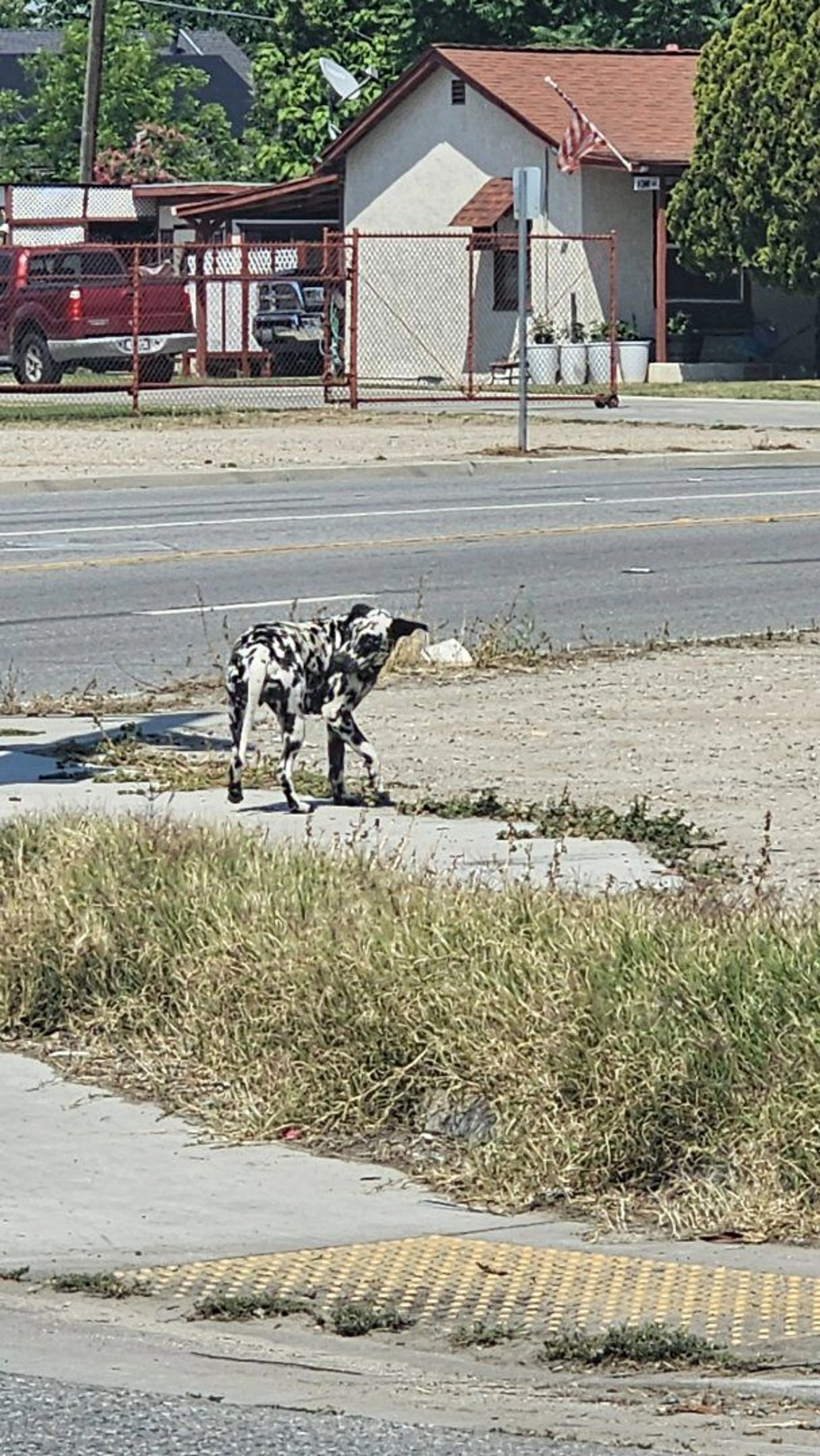 Lost pet-3