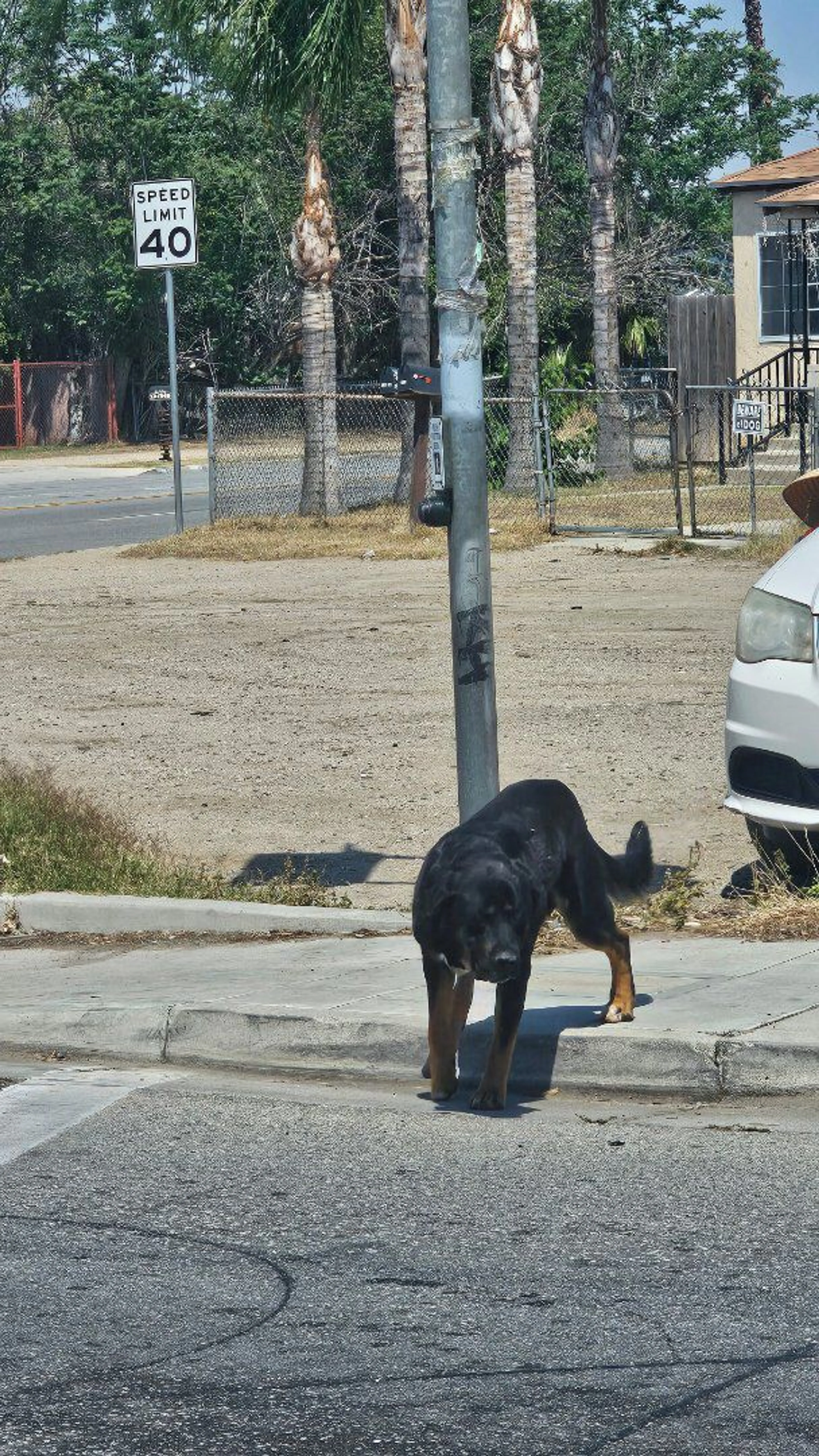 Lost pet-1