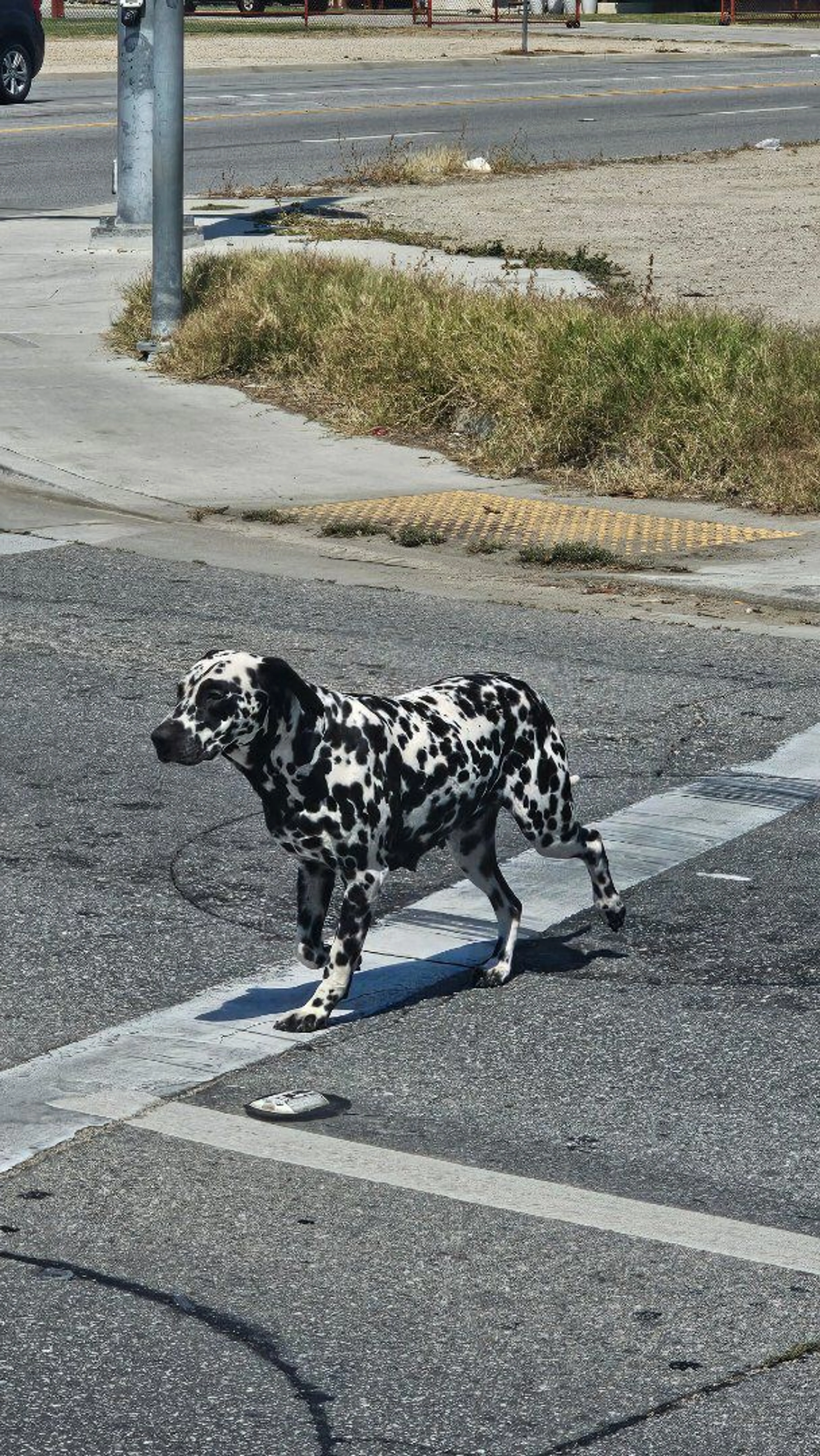 Lost pet-0