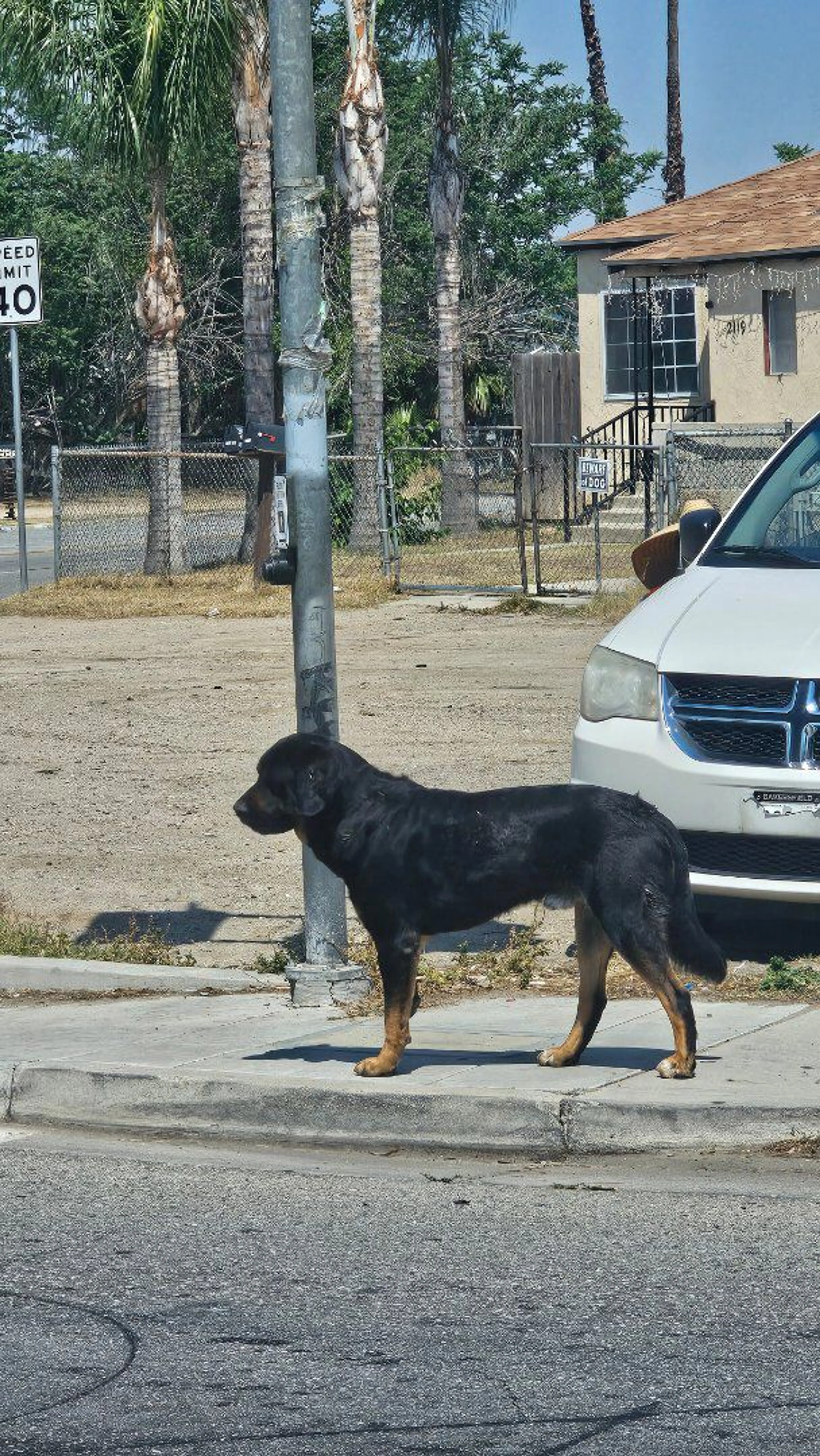 Lost pet-2