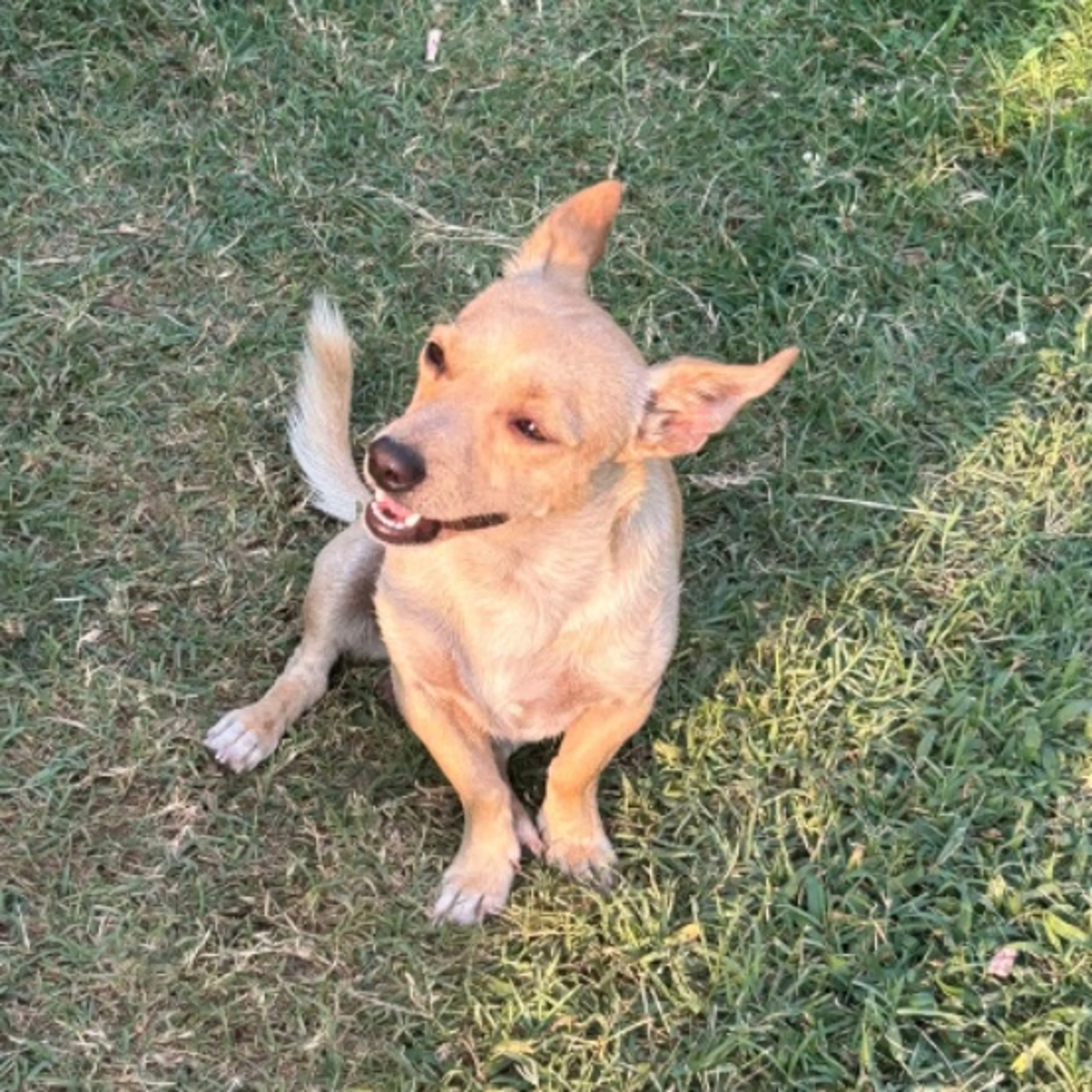 Lost pet