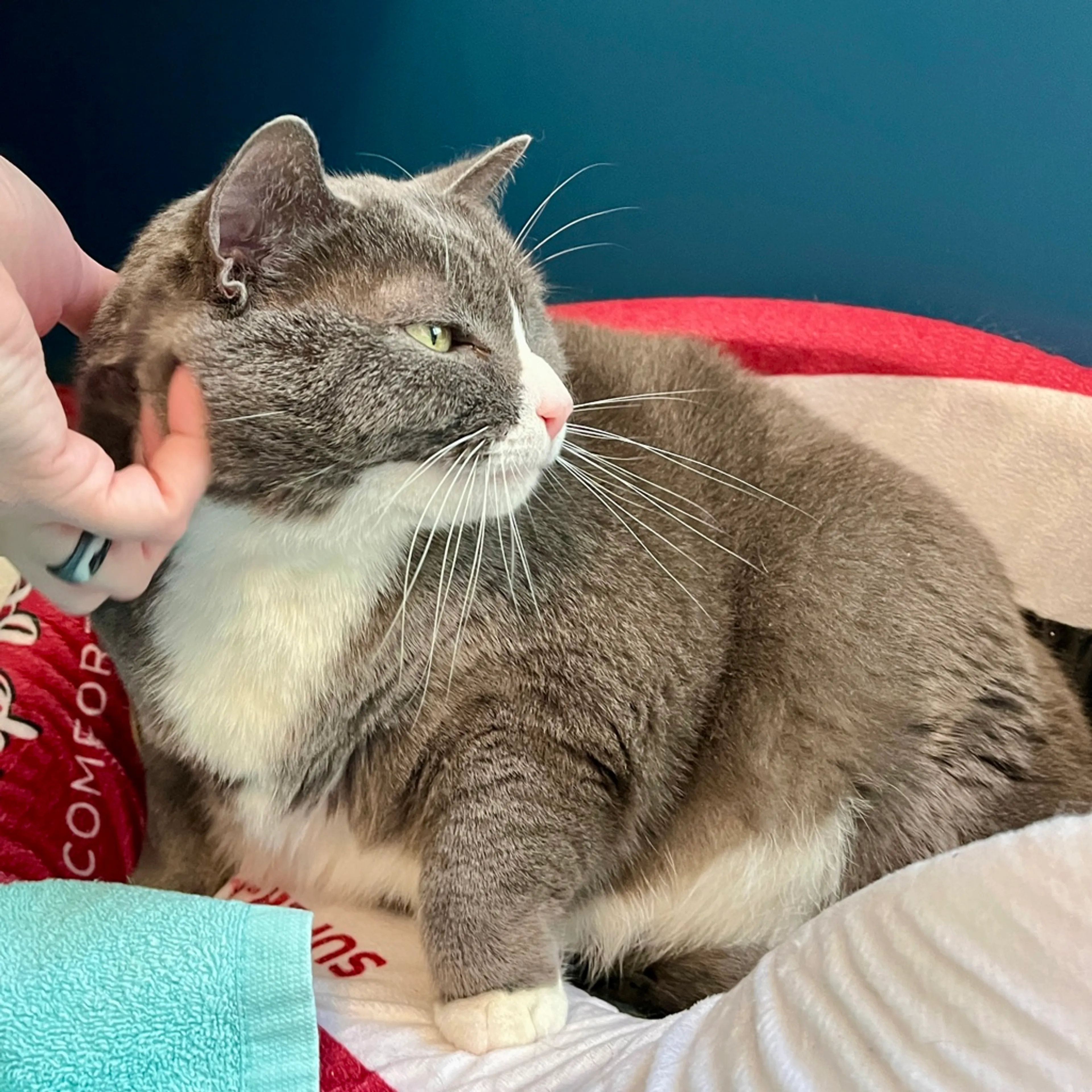 Found pet-1