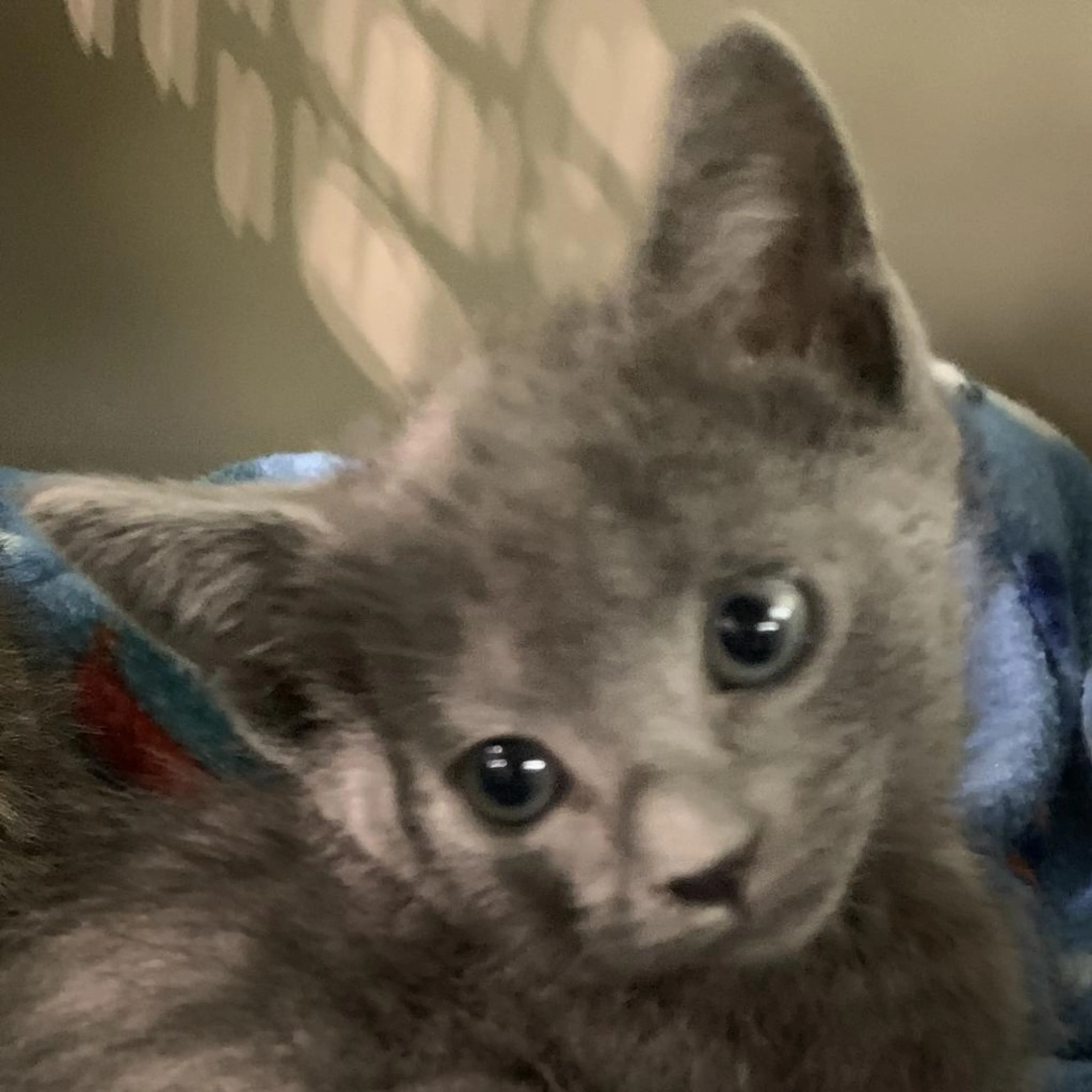 Found pet-1