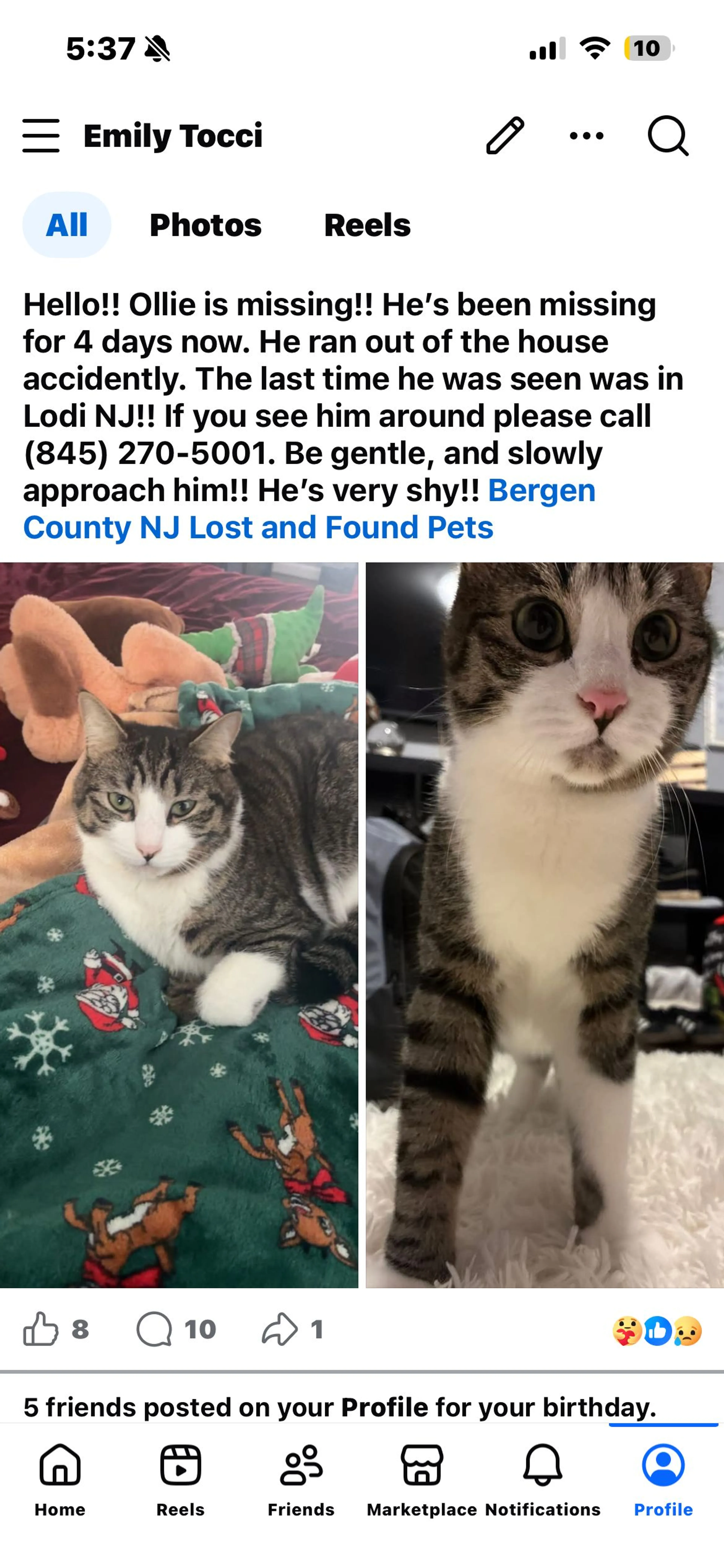 Lost pet