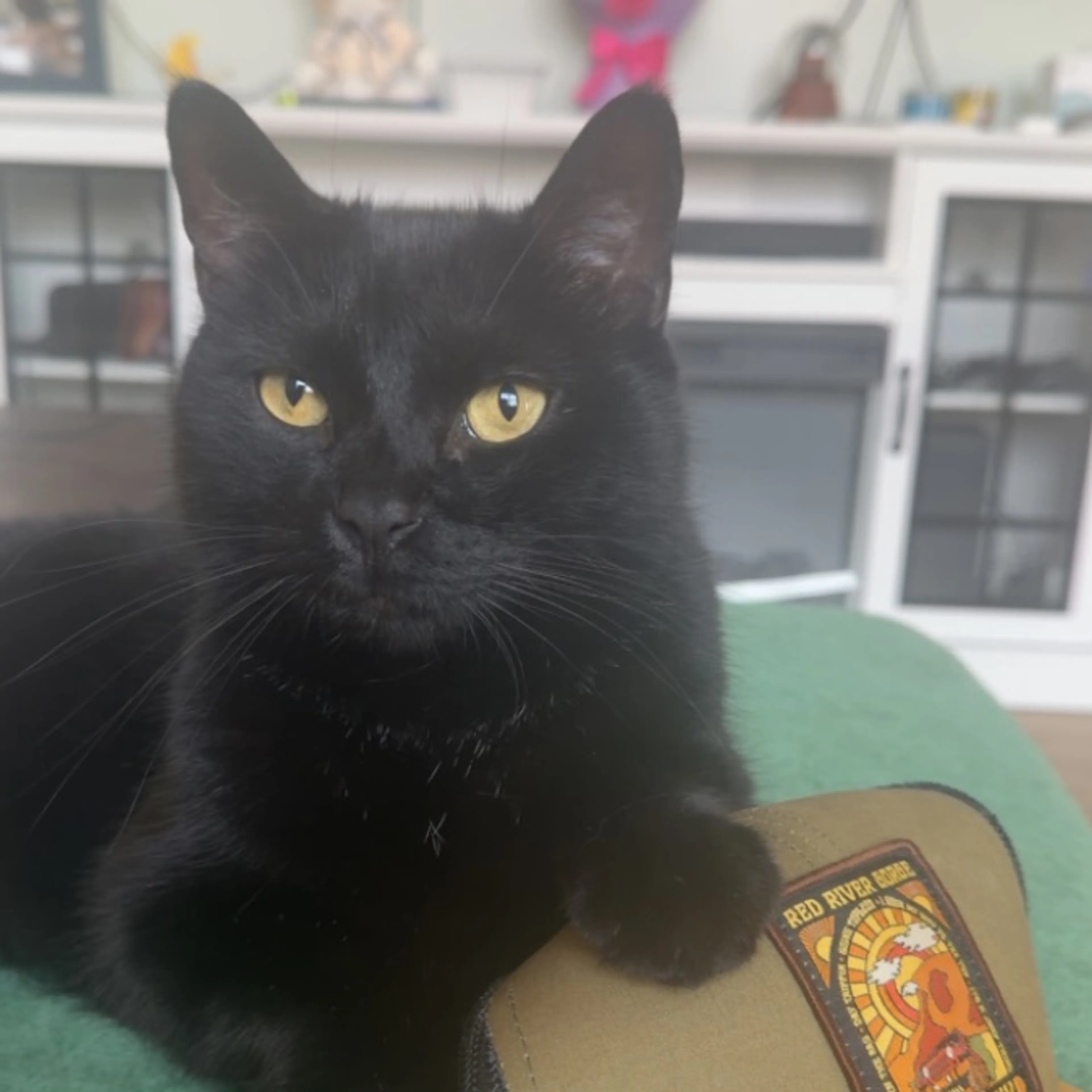 Lost pet-0