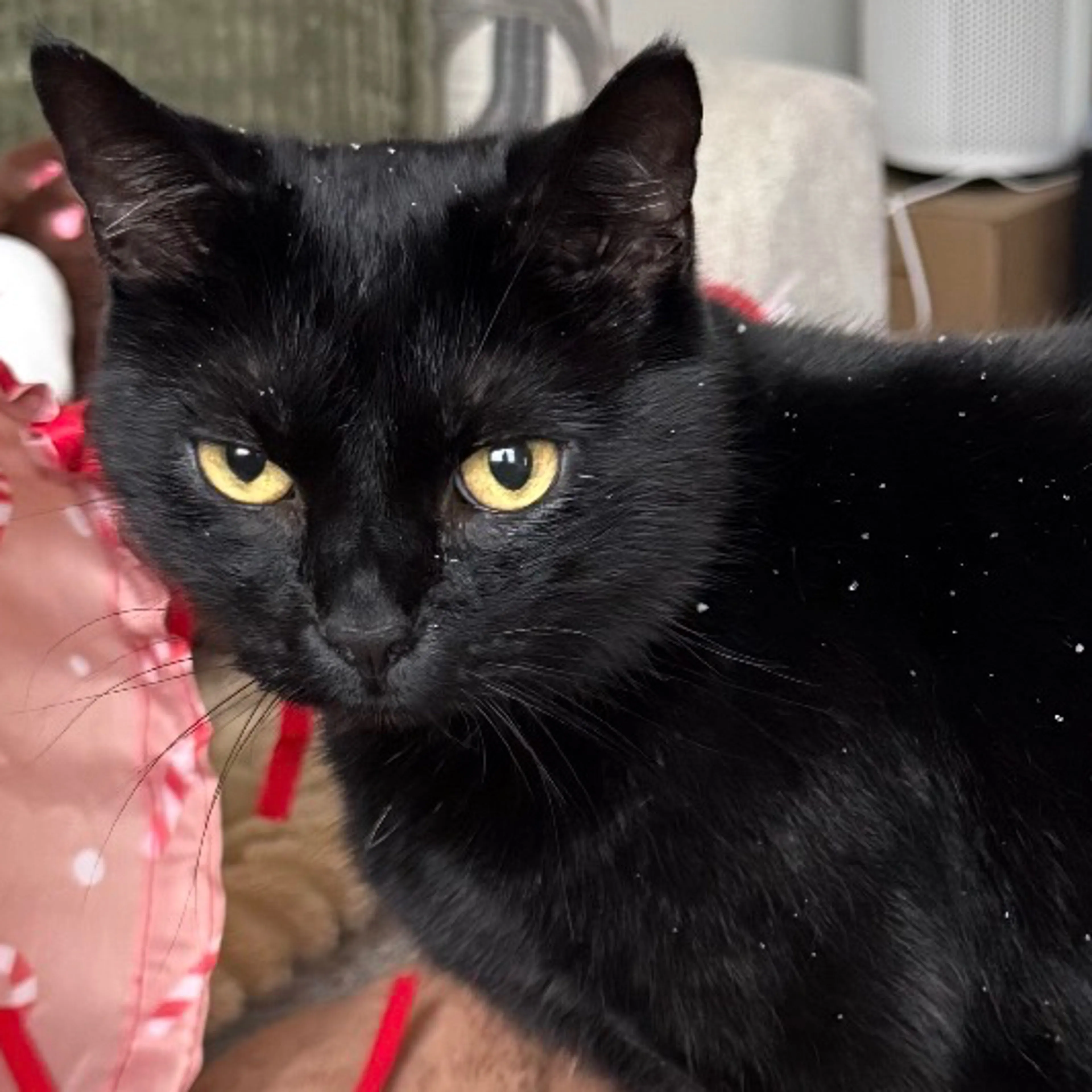 Lost pet-2