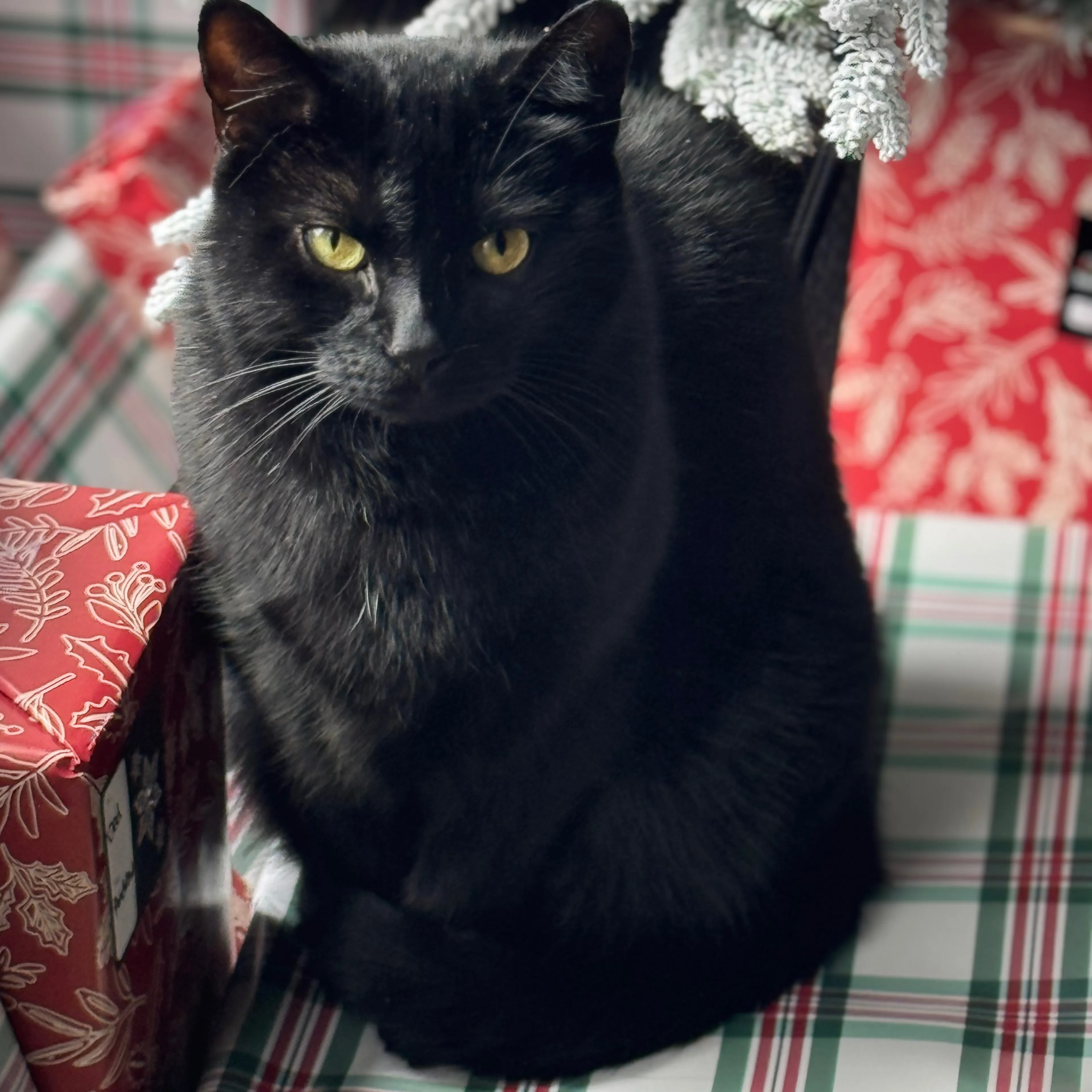 Lost pet-1