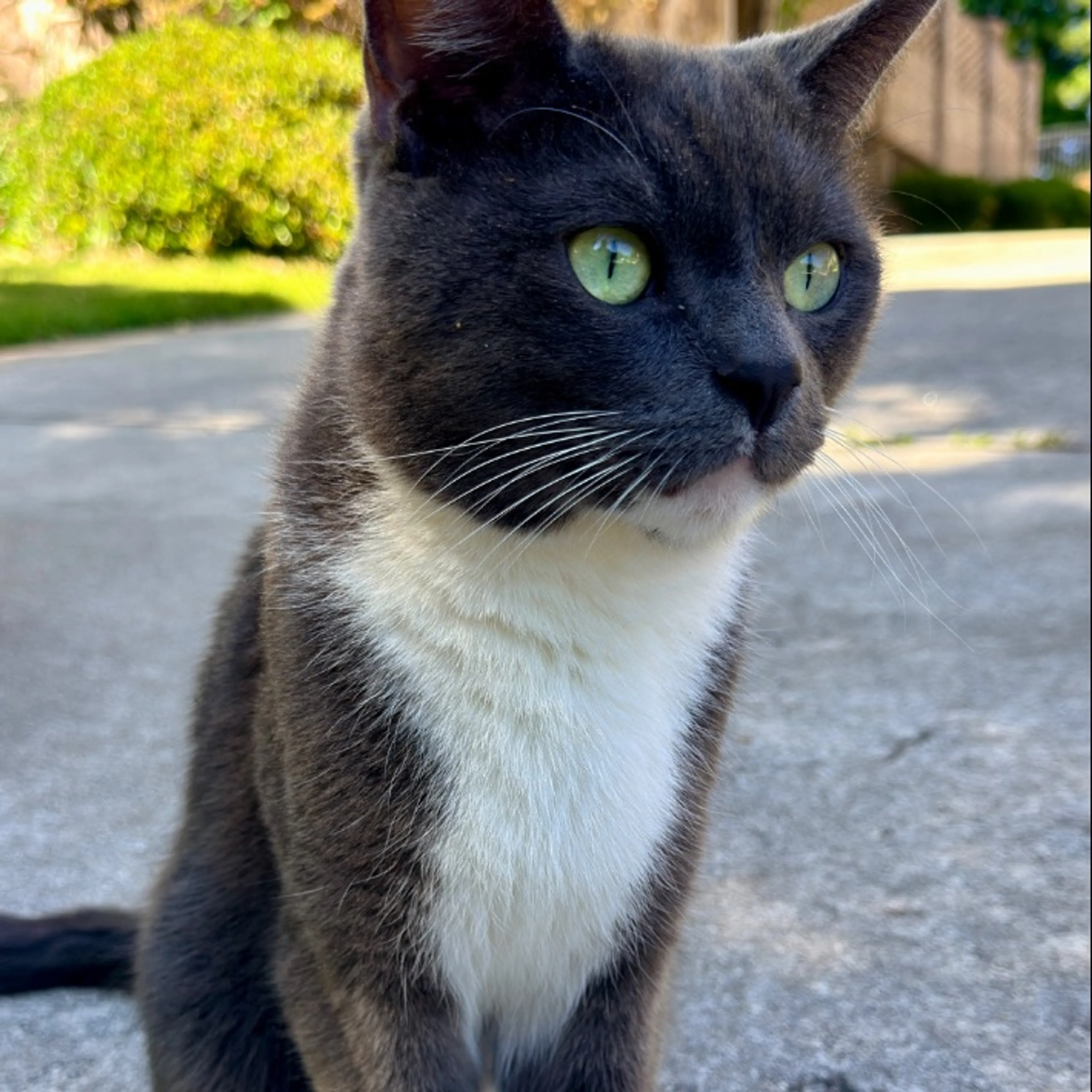 Found pet