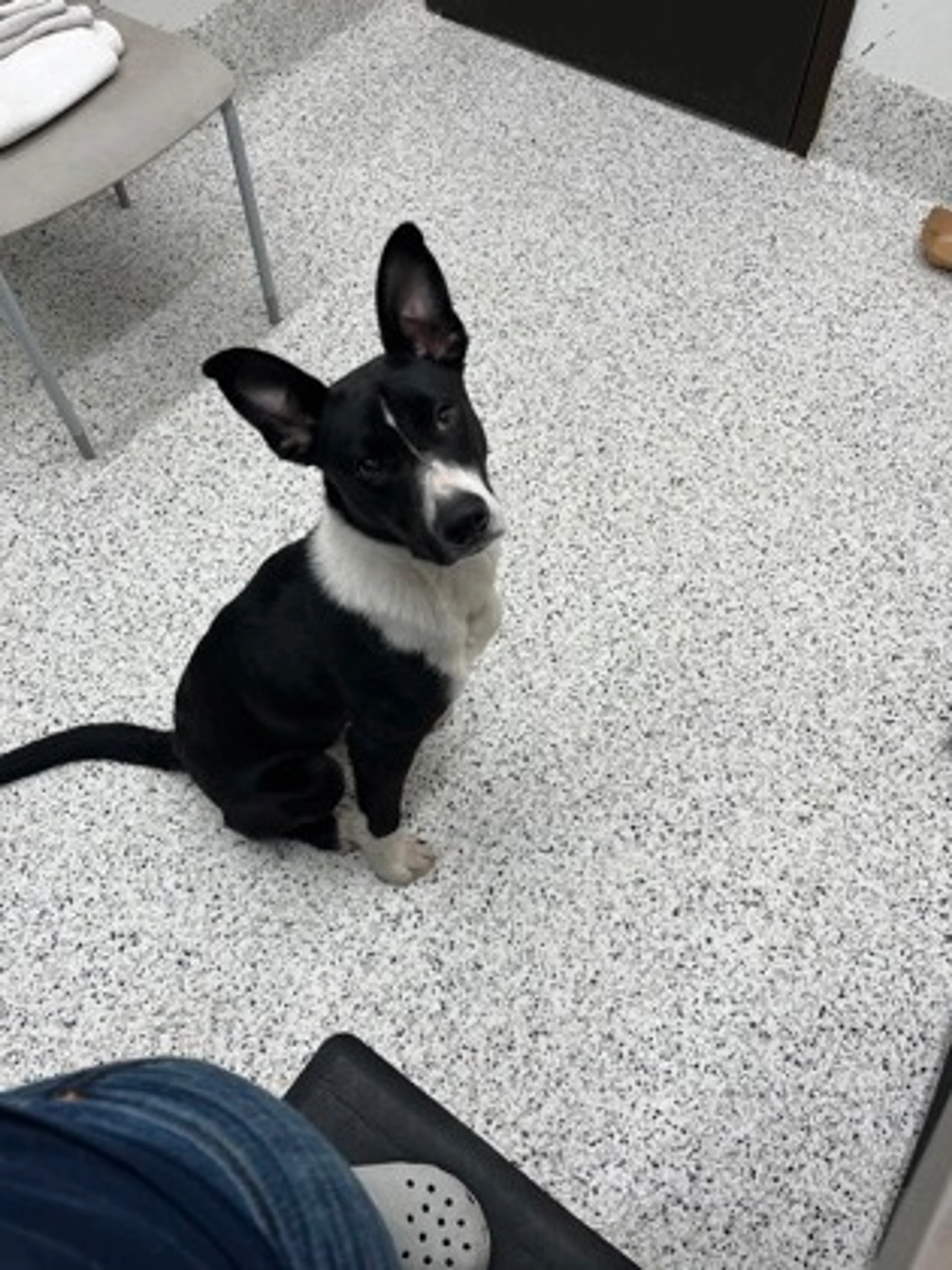 Found pet