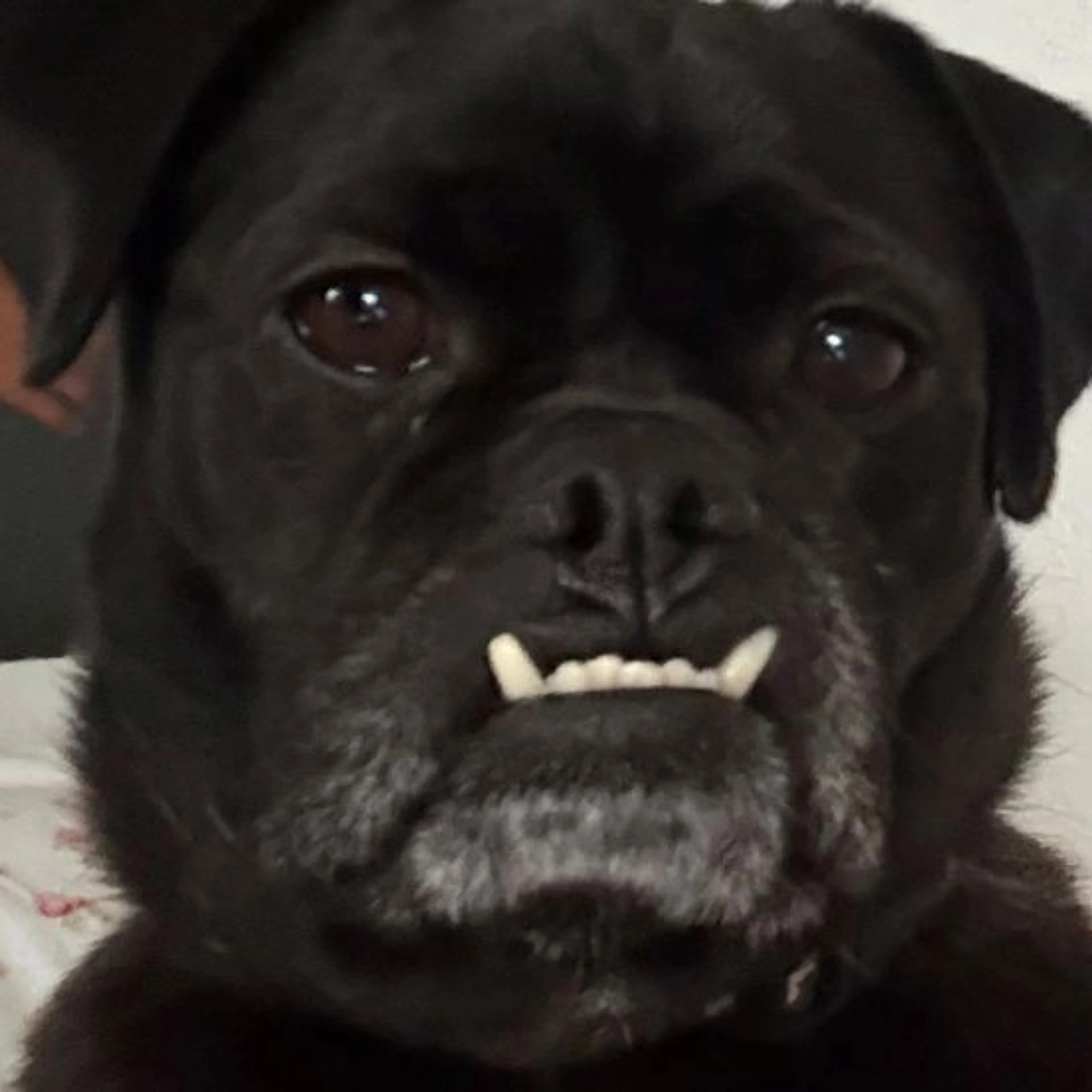 Lost pet
