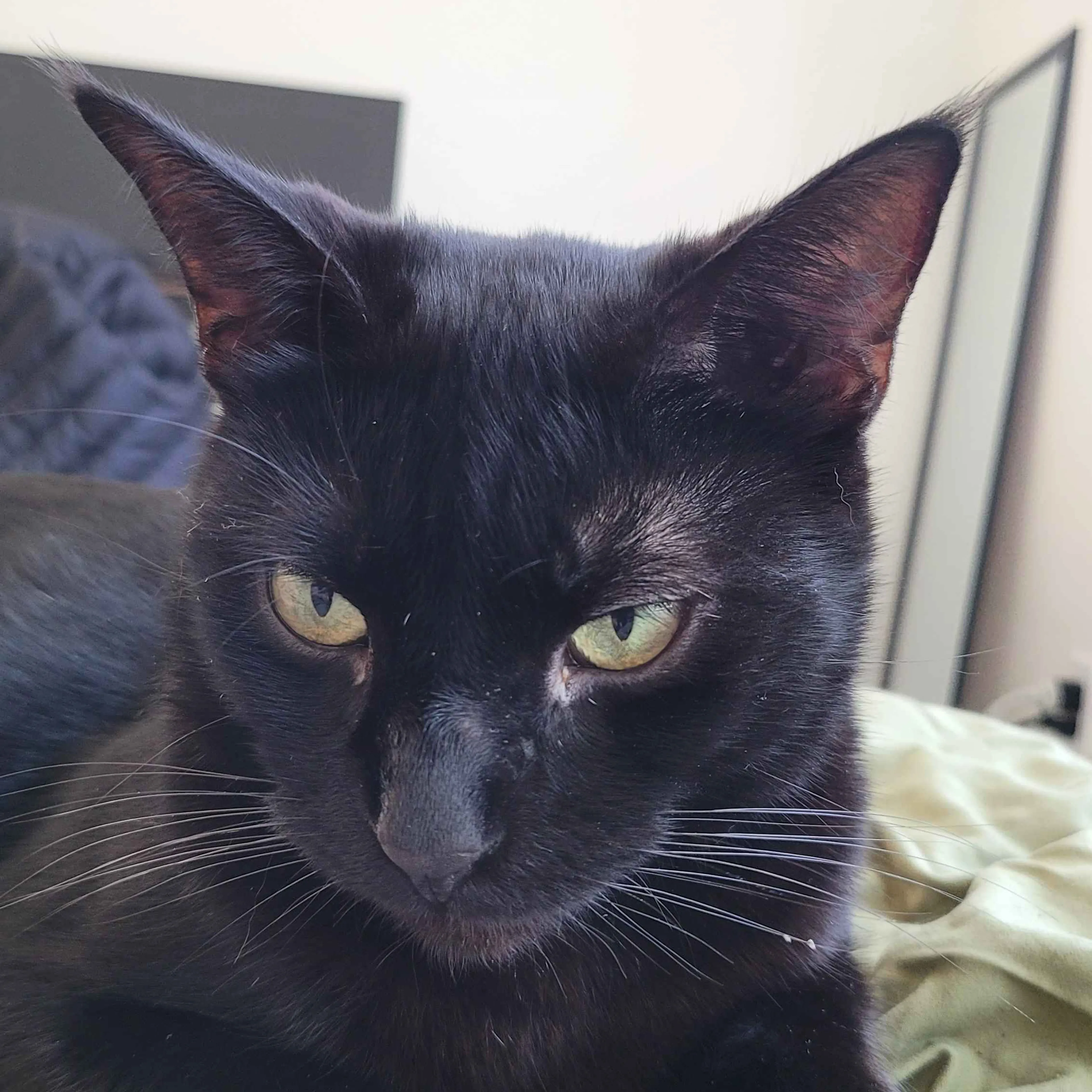 Lost pet-2
